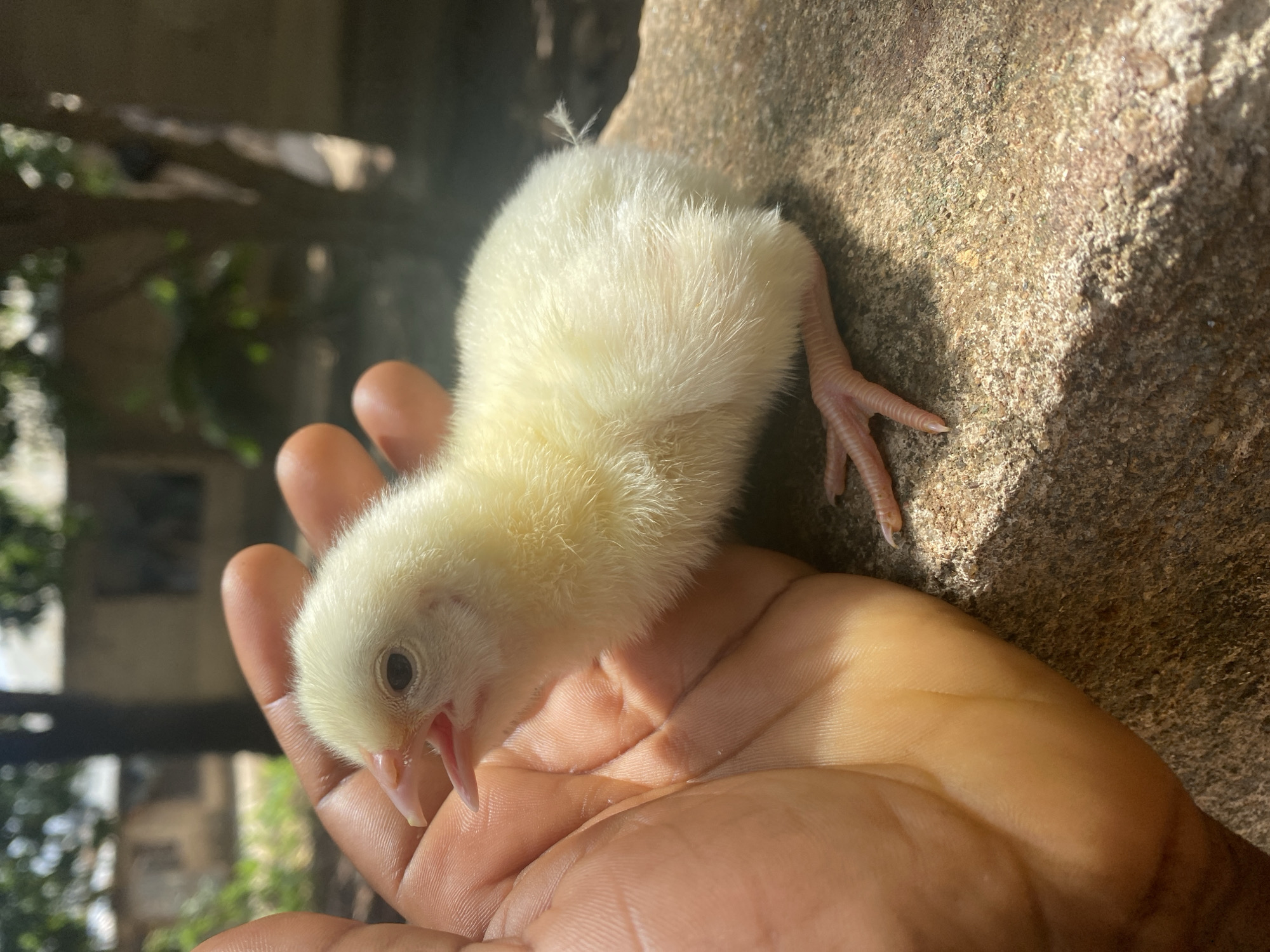 A small, fluffy, light yellow chick is gently held in the palm of a person's hand. The chick, covered in soft down feathers, has a tiny, slightly open beak and a visible dark eye. Its delicate, pinkish leg and foot with small claws are resting on a rough, textured stone surface to the right of the frame. The hand, with a medium-dark skin tone, carefully supports the chick.
The scene is illuminated by strong, natural daylight, casting clear shadows on the hand and the stone, indicating it is a sunny day, likely morning or afternoon. The background to the left is blurred, showing out-of-focus green foliage and vague outlines of what appears to be part of a building or structure, confirming an outdoor setting. This interaction portrays a sense of care and gentle connection with the animal in Maigizo, Nigeria. No text is visible in the image.