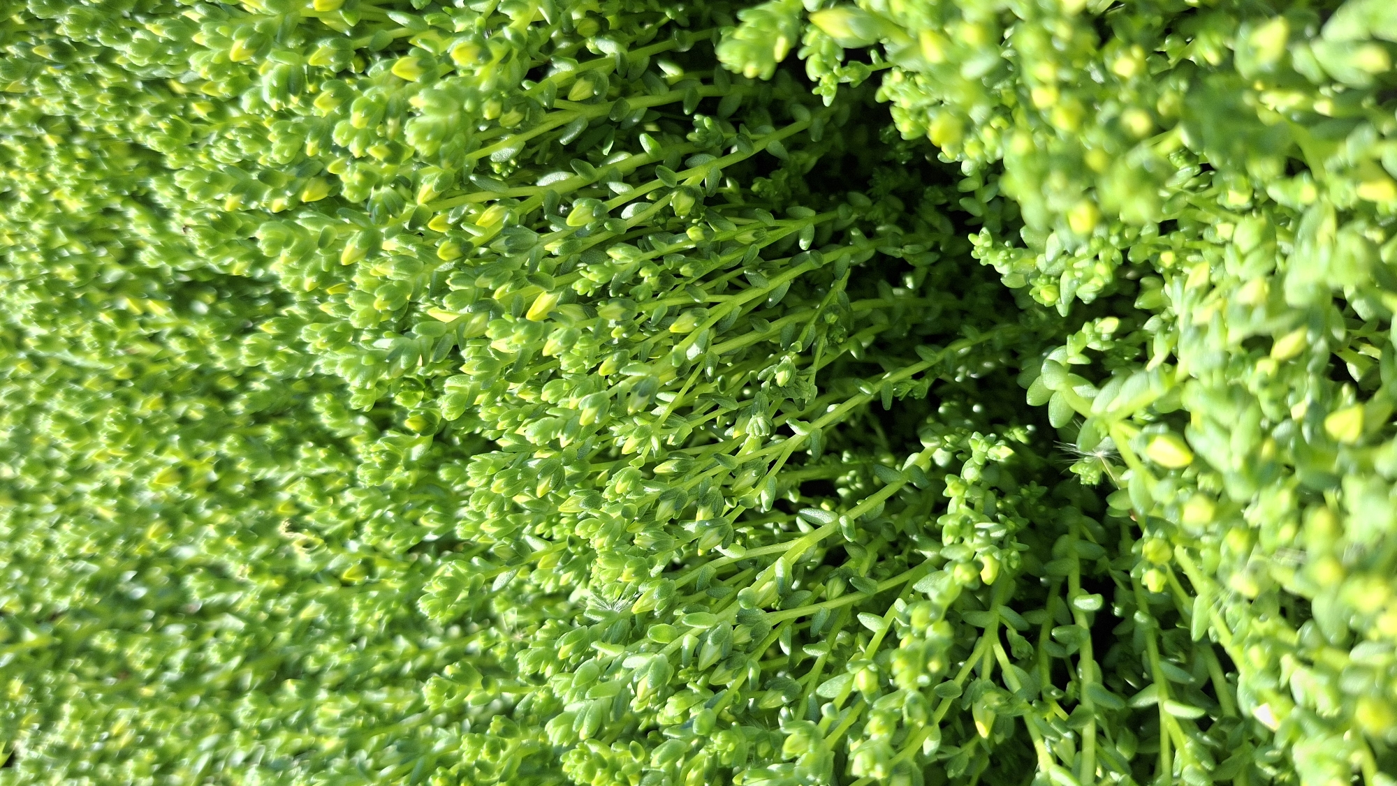 This image presents a close-up view of a dense, vibrant mass of small, green plants, likely a succulent groundcover or moss. The scene is dominated by a lush, uniform green hue, with variations ranging from bright lime green to a slightly deeper emerald. Many individual stems and leaves are visible, characterized by their small, plump, and tightly packed forms. The tips of many leaves or buds exhibit a lighter, yellowish-green color, suggesting new growth or a particular species characteristic.
The composition captures the intricate texture of the plant life, with some areas in sharp focus, revealing the delicate structure of individual leaves and stems, while others are softly blurred, creating a sense of depth. Bright, natural sunlight illuminates the plants from above, casting subtle shadows within the dense foliage and highlighting the glossy surfaces of the leaves. This lighting suggests a clear, sunny day. No human activity or event is depicted. A tiny, delicate white, wispy filament, possibly a seed or a small piece of fluff, is discernible caught among the leaves in certain areas. There is no visible text. The overall impression is one of thriving, healthy, and intricate natural growth.