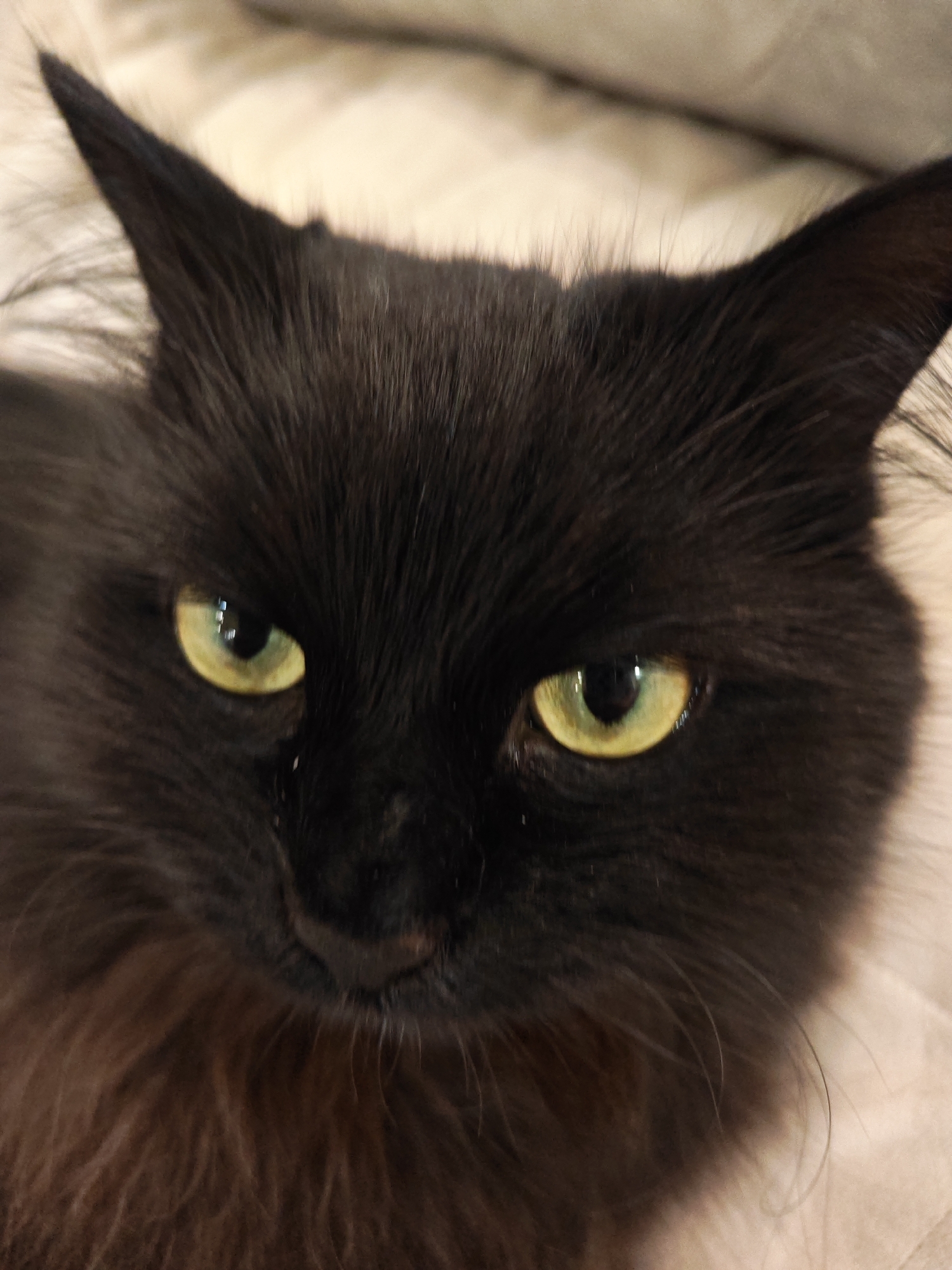 A close-up, eye-level shot shows the face of a long-haired black cat. The cat has bright yellow-green eyes and is looking directly at the camera. The background is a soft, neutral color, possibly a blanket or pillow, out of focus. There are no visible people, objects, or actions in the image. The image does not contain any information that would place it in Bataysk, Russia.