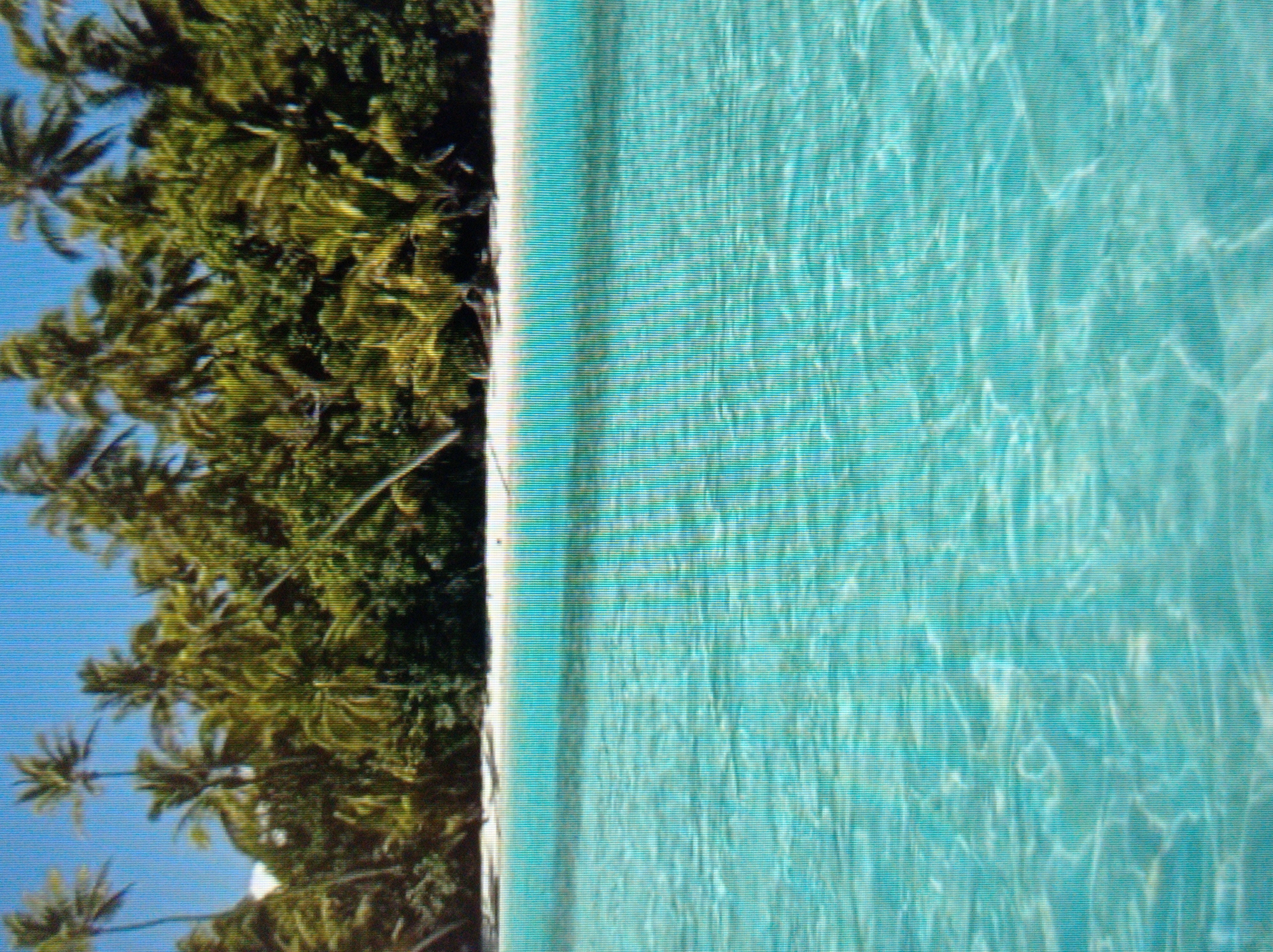 The image depicts a tropical beach scene with clear turquoise water in the foreground and lush green palm trees and vegetation lining a white sandy shore in the background. The sky is a bright blue. The image is a photograph, likely taken on a sunny day, and does not depict any people, actions, or interactions. There are no elements in the image that suggest a location in Mukachevo, Ukraine, which is a landlocked city.