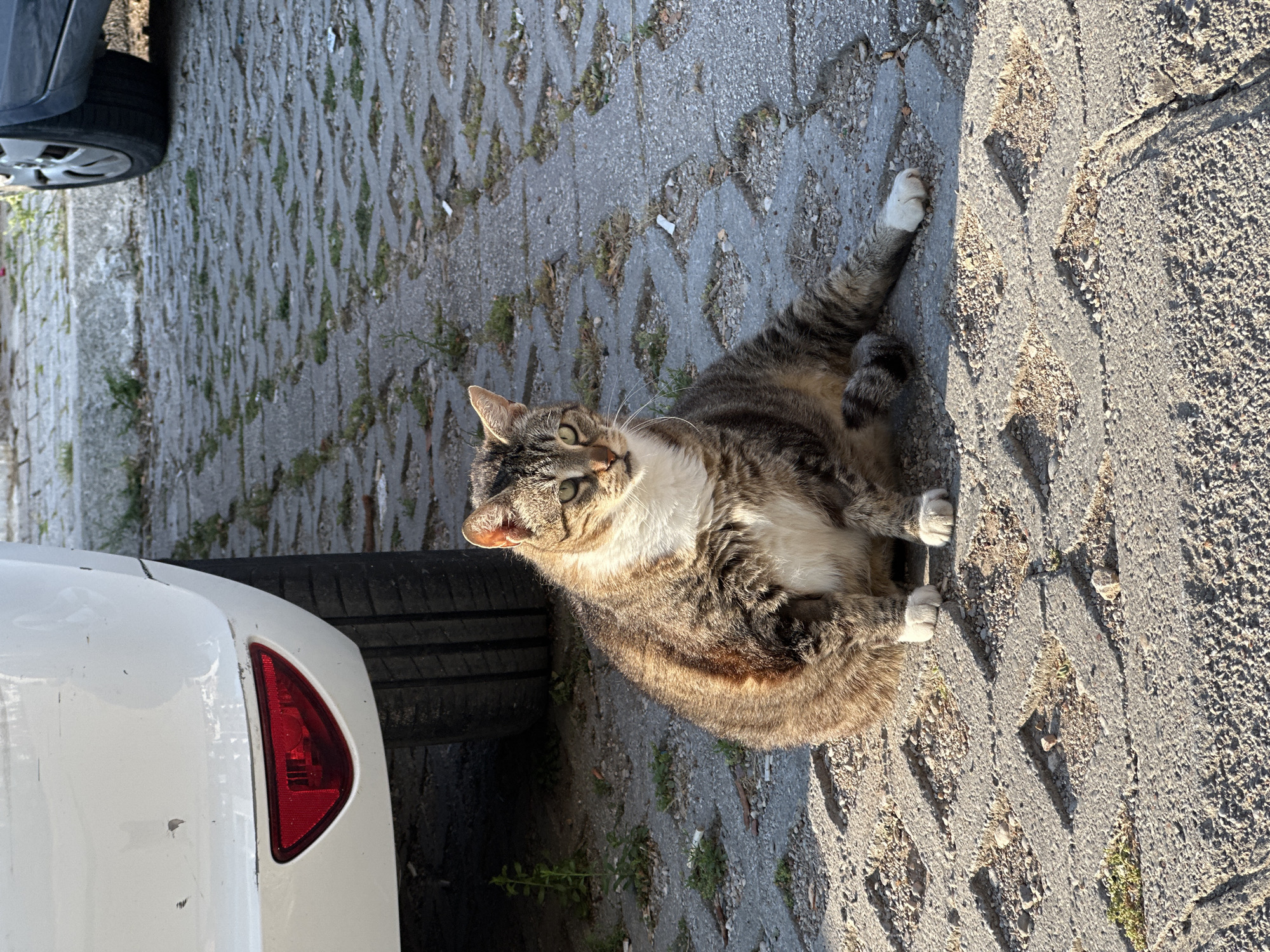 An overweight tabby cat sits on a patterned concrete surface in Budva, Montenegro. The cat is facing the camera, with its body angled to the right. Its fur is striped brown and black with white markings on its chest and paws. The cat's green eyes are open, and its ears are perked. Behind the cat, the rear bumper and tire of a white car are visible. The concrete surface is cracked in places and has small patches of grass growing in the gaps. Another car, partially visible, is parked to the right. The scene appears to be an outdoor parking area.