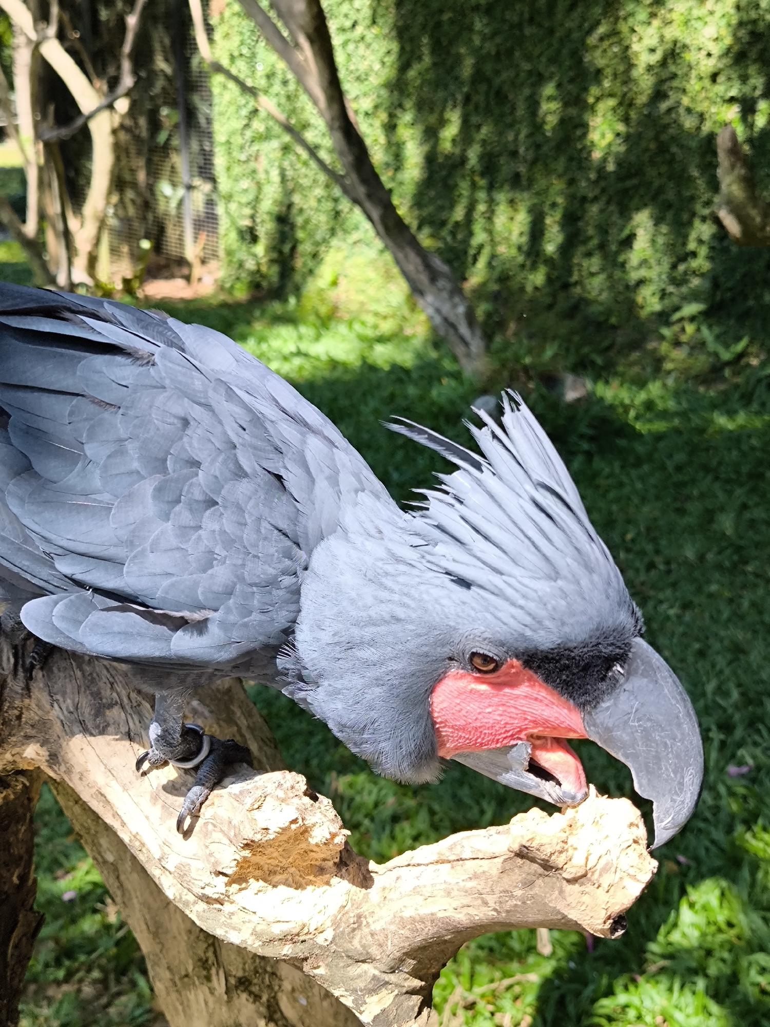 A black palm cockatoo is perched on a weathered tree branch in a grassy, outdoor enclosure. The bird is predominantly grey with bright red cheek patches and a large, dark beak. Its crest is raised, and its beak is slightly open as it appears to be eating something on the branch. The background consists of lush green foliage and trees, with sunlight dappling through the leaves. The enclosure appears to be a naturalistic habitat, possibly a zoo or wildlife sanctuary, located in Sukawati, Indonesia. No people are visible in the frame.