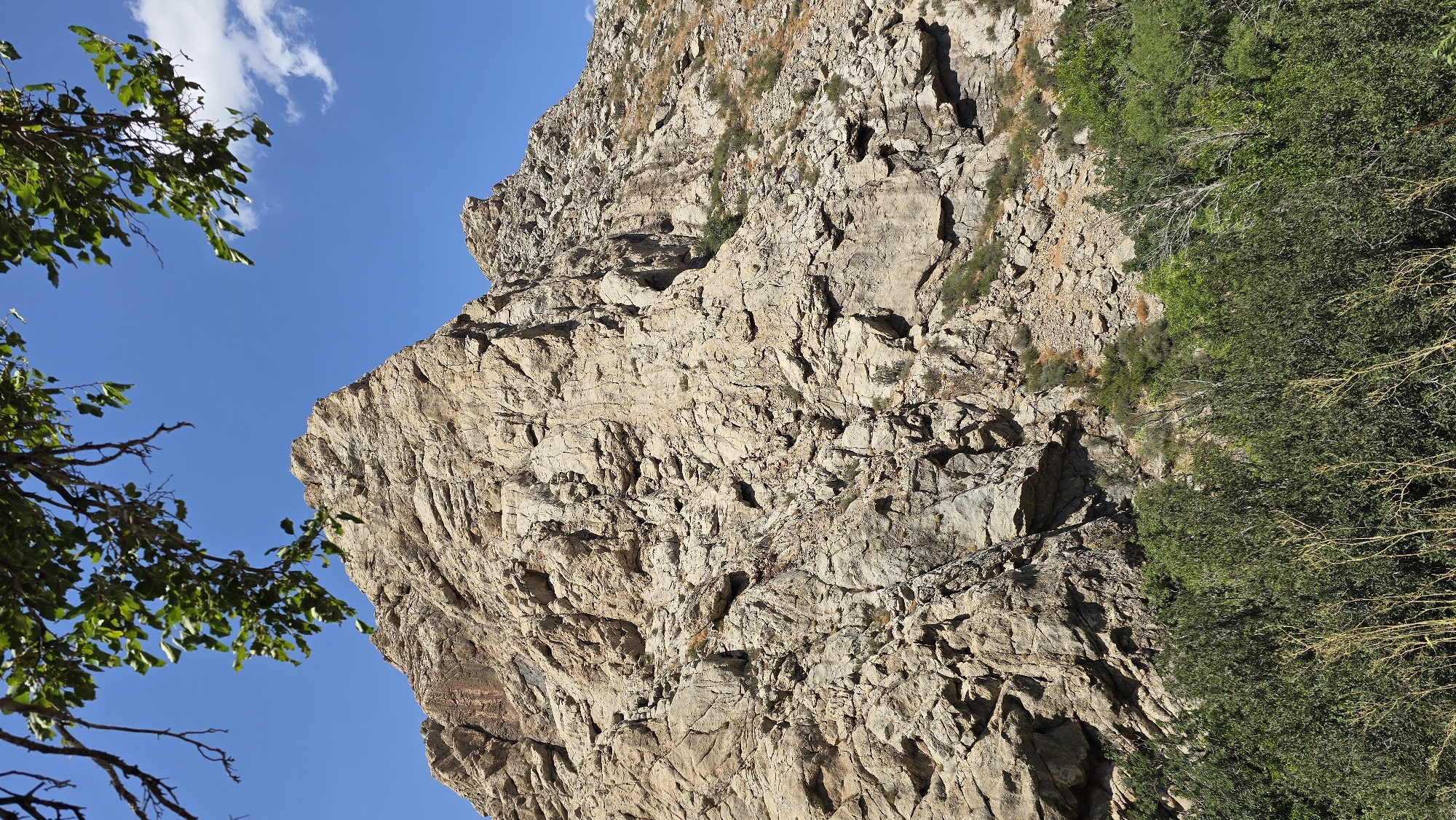 The image shows a rocky mountain face under a clear blue sky with some green trees in the foreground. The mountain is steep and rugged, with many ledges and crevices. The rocks are light brown and beige, suggesting a dry, arid environment. There are some sparse green bushes growing on the lower slopes of the mountain. In the lower part of the image, a dense line of dark green trees runs horizontally across the scene, with some lighter, dried branches visible among them. The upper part of the image features a few green leaves and branches of a tree in the foreground, framing the top of the mountain. The sky is a vibrant blue with a few wispy white clouds on the right side. This scene is located in the city of Terekty, Kazakhstan, characterized by its mountainous terrain and sparse vegetation. No people or animals are visible in the image, nor are there any man-made structures.