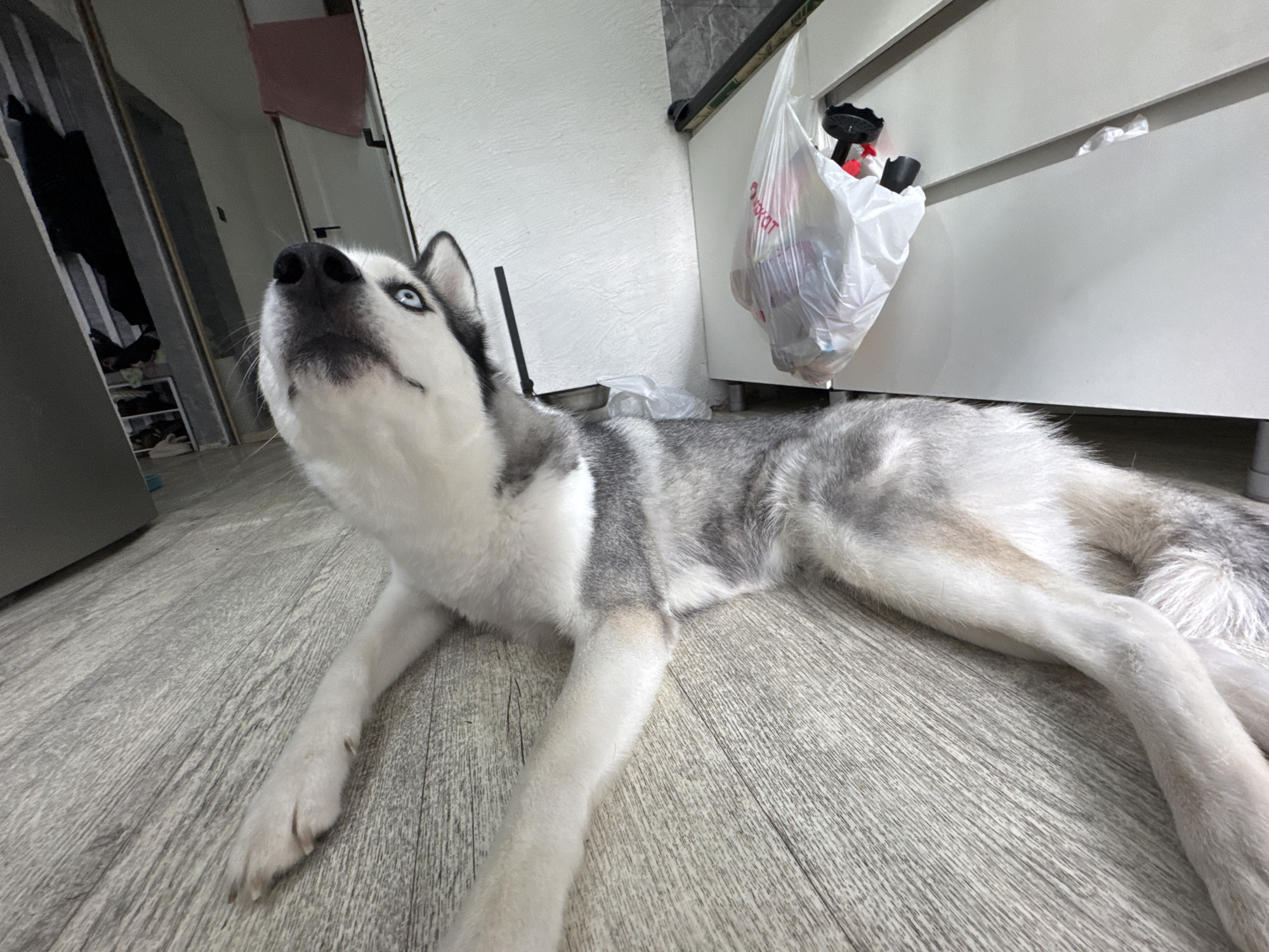 A husky dog lies on a light gray wood-look floor. The dog's coat is primarily white and gray. The dog is lying down, with its head up and looking upwards. A white plastic grocery bag filled with assorted items hangs from a white cabinet. The background also includes a white wall and a gray refrigerator. The location is Unknown, Unknown.