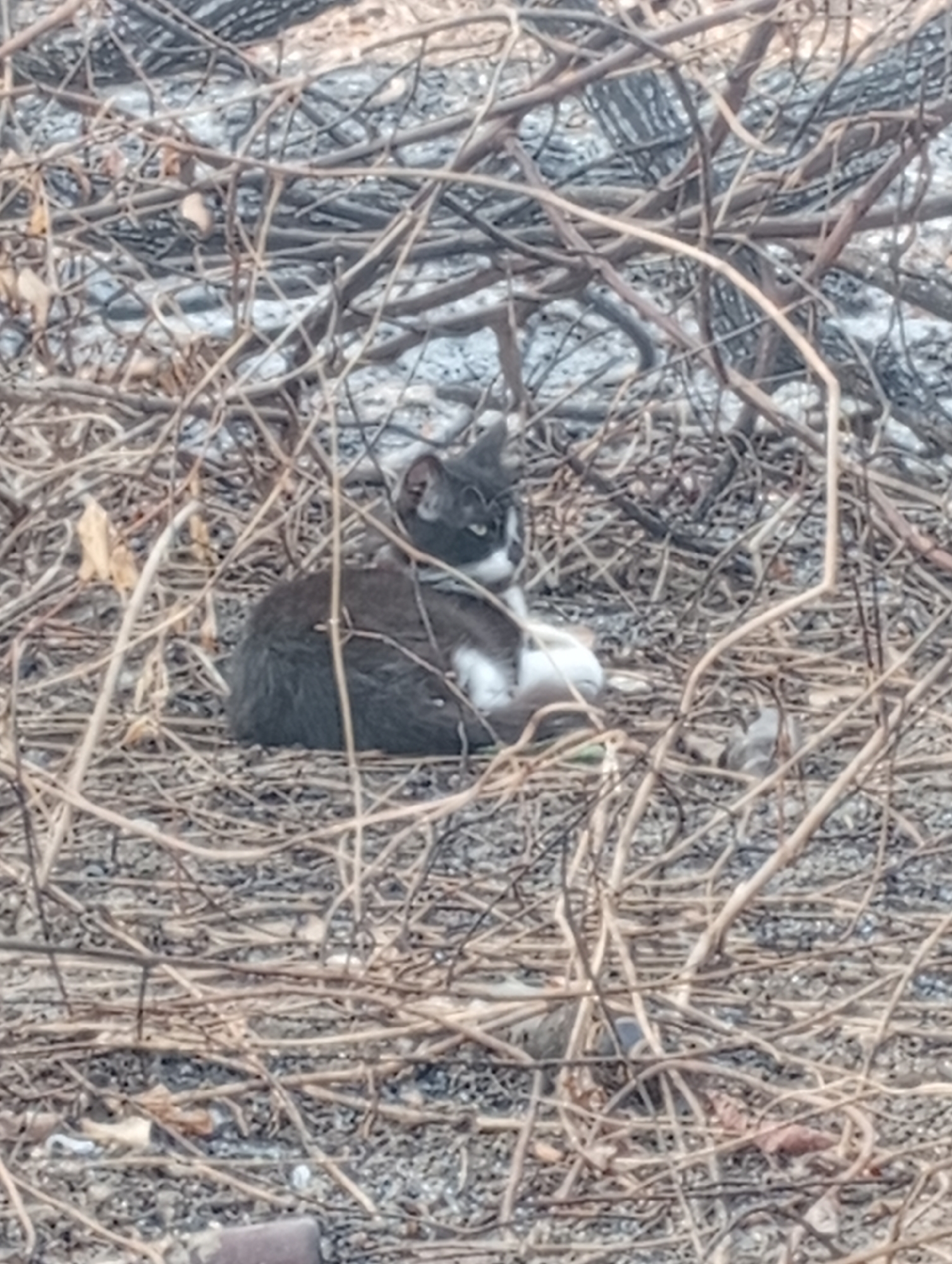 A black and white cat is nestled among a dense tangle of dry, brown branches and leaves. The cat is lying down, with its body partially obscured by the surrounding vegetation. Its face, with visible eyes and ears, is turned slightly towards the right of the frame. The background consists of more of the same dry branches and a grey, granular surface that appears to be ground. The overall lighting is somewhat dim, with no strong shadows. The image does not provide any specific geographical markers to indicate its location in Sarangmeduro, Indonesia.