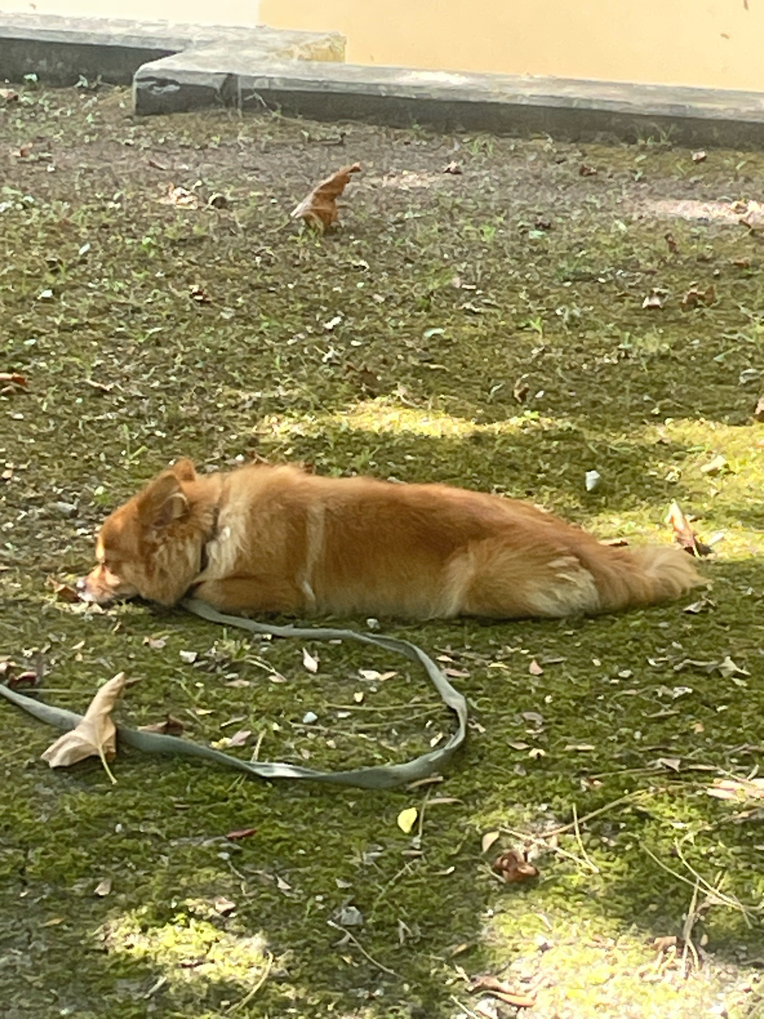 An adult, medium-sized, light brown dog is lying down on mossy ground with some leaves scattered around it. The dog is facing to the left, with its head resting on its paws. A green leash is lying on the ground next to the dog. In the background, there appears to be a low concrete structure and a yellow wall, possibly part of a building. The scene is outdoors, likely in an urban or park-like setting. The lighting suggests it is daytime, with some shadows present, indicating sunlight filtering through. The ground appears uneven and damp. There is a small brown object in the background, possibly a piece of wood or debris, and a small brown leaf on the leash in the foreground.