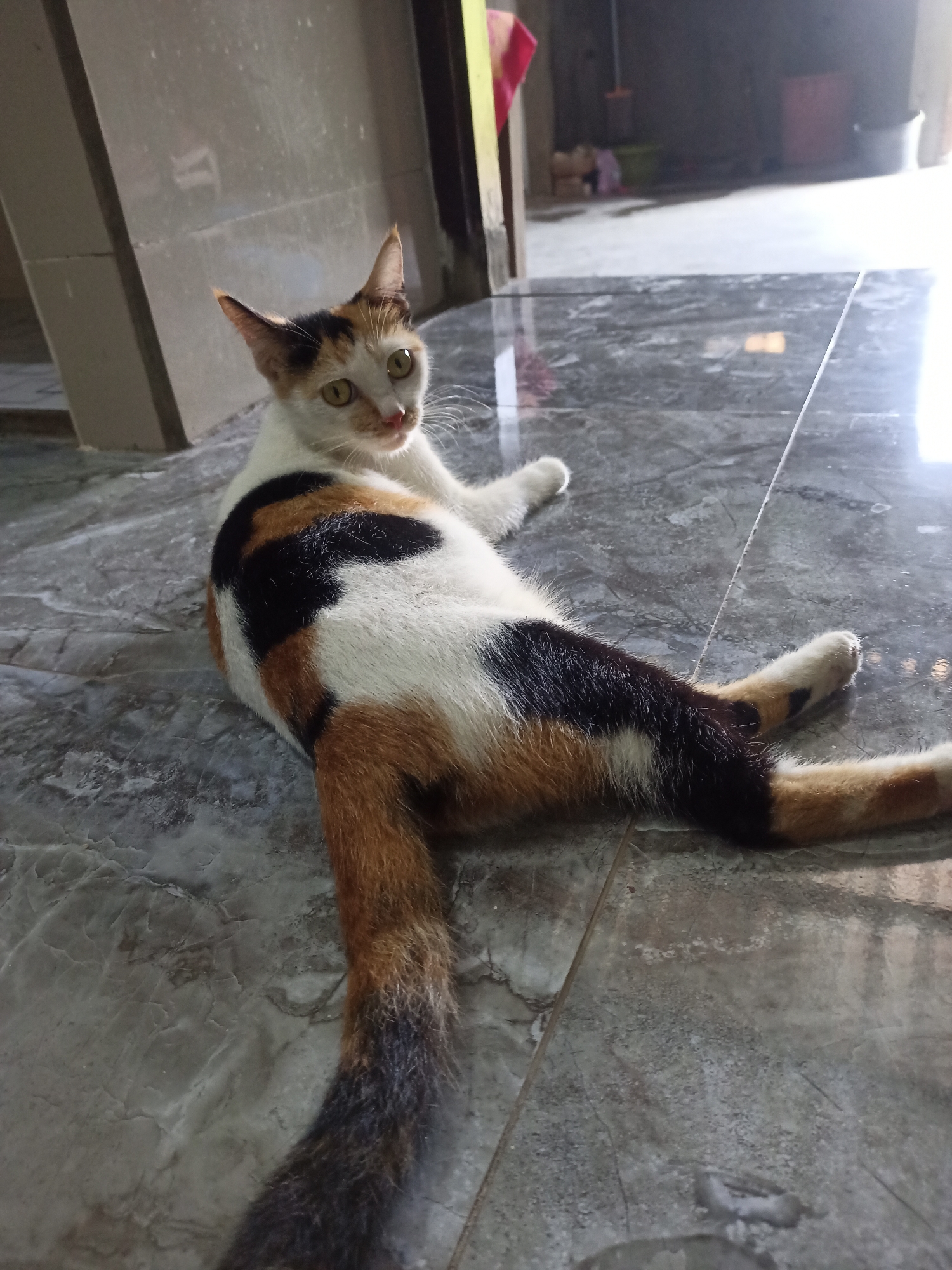 A calico cat is lying on its side on a polished concrete floor. The cat is facing towards the camera with its head turned to its left. Its body is stretched out with its legs extended. The cat has white, black, and orange patches of fur. The floor appears to be indoors, possibly in a residential area or building in Karangtalun, Indonesia, with a doorway visible in the background leading to an outdoor or less finished area. The environment suggests a utilitarian space rather than a decorated interior.