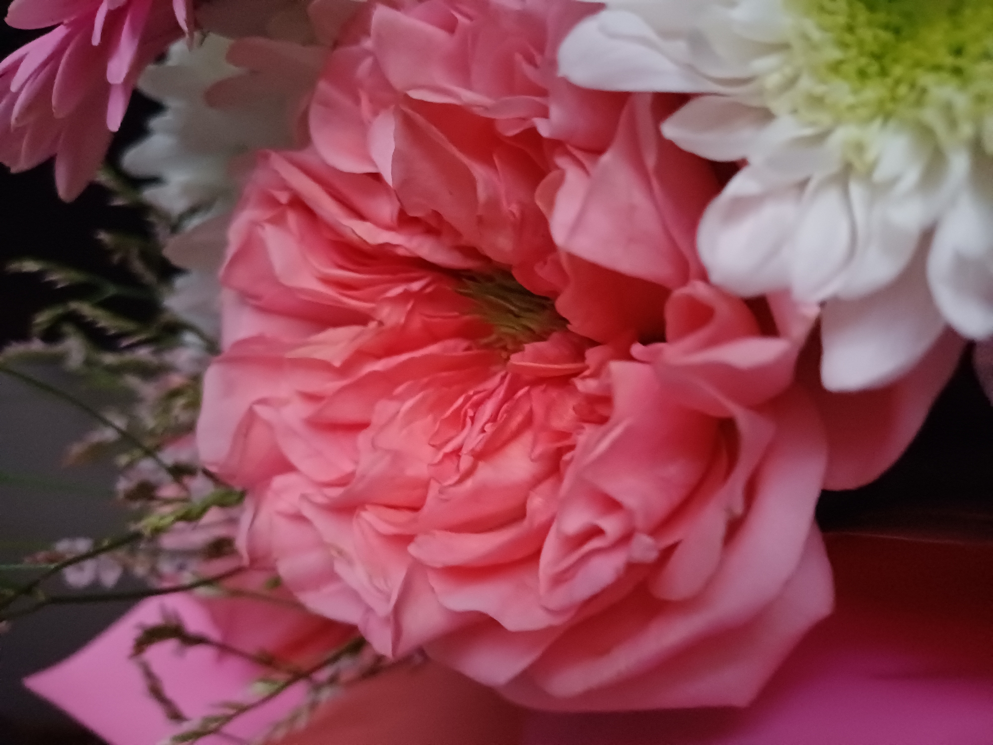 The image displays a close-up view of a bouquet of flowers. The primary subject is a large, fully bloomed pink rose, its petals layered and tightly packed. To the left and top of the rose, the delicate pink petals of another flower, possibly a gerbera daisy, are visible. Towards the upper right, a white flower with a green center, resembling a chrysanthemum, is partially in focus. Delicate green foliage and some tiny white flowers are scattered throughout the arrangement, adding texture and depth. The background is dark and out of focus, with hints of pink wrapping paper or a decorative element at the bottom. The lighting appears to be soft, highlighting the vibrant colors and soft textures of the petals. The composition is intimate and focuses on the beauty and detail of the flowers, suggesting a still life arrangement or a gift. There is no visible text in the image. The overall mood is serene and elegant.