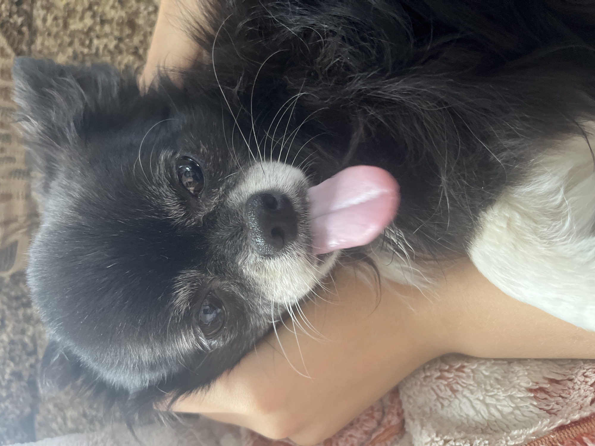 A close-up, eye-level shot shows a black and white long-haired chihuahua with its tongue hanging out, held by a person's hands. The dog's eyes are dark and slightly moist, and its muzzle is mostly white with black whiskers. Its tongue is a vibrant pink and appears to be resting on its lower jaw. The background consists of a soft, textured surface that is light brown and beige. The image is taken indoors, likely in a residential setting, with no specific identifiable landmarks of Nachalovo, Russia. The lighting is natural and soft, illuminating the dog's face.