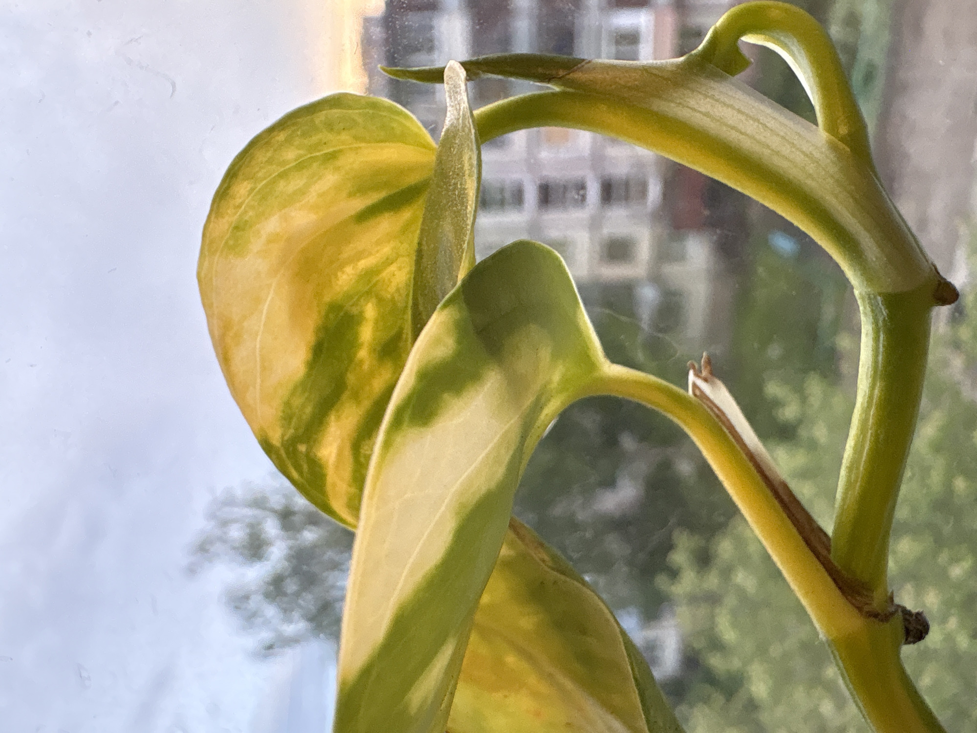 A close-up, slightly low-angle view shows a Pothos plant against the backdrop of an urban environment. The plant's foliage, which is variegated with yellow and green hues, is prominently featured in the foreground. The leaves are oriented towards the left side of the frame, exhibiting a healthy appearance.
Behind the plant, a window is visible. Through the window, the soft colors of the sky are visible, possibly indicating that it is evening. Further in the background, a building or buildings can be seen, providing context to the location as likely an urban area. The buildings are generic, high-rise residential apartment structures. The location can be identified as Izhevsk, Russia.