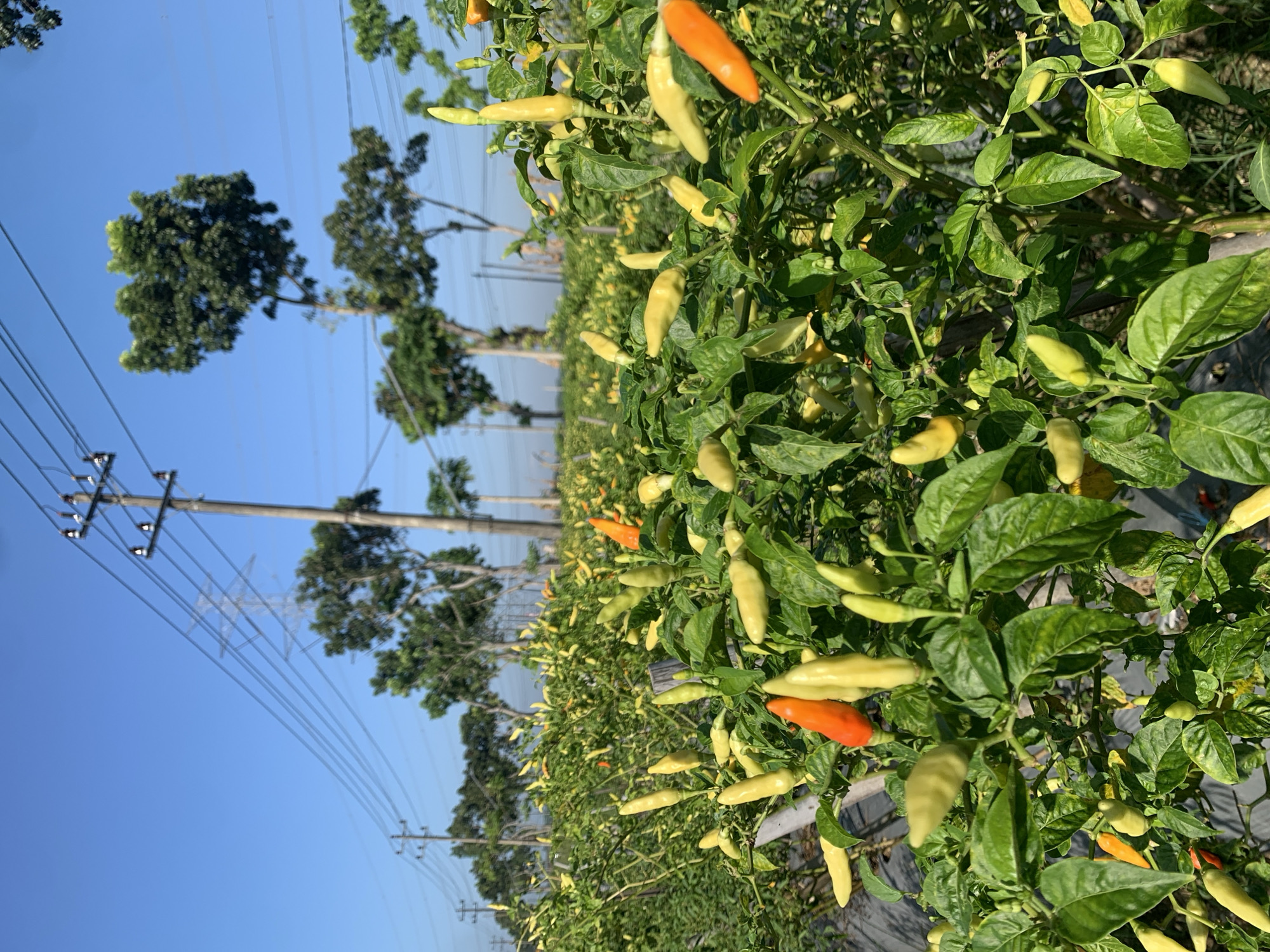 The image shows a close-up view of a chili pepper field in Karangkemiri, Indonesia. The chili plants are laden with peppers in various stages of ripeness, with some being green, yellow, and orange. The plants are lush with green leaves and are supported by wooden stakes. In the background, tall trees and electrical power lines with utility poles are visible against a clear blue sky. The field appears to be covered with black plastic mulch. The image captures a sunny day in a rural agricultural setting.