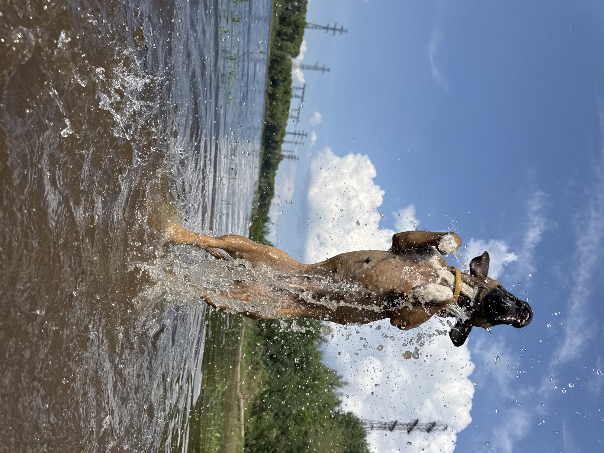 A brown dog is captured mid-air, leaping out of dark, choppy water with its mouth open, spraying water in all directions. The dog is positioned vertically, with its front paws extended and its hind legs submerged. The background features a bright blue sky with scattered white clouds, a line of green trees along the bank of a body of water, and several tall, grey power transmission towers visible in the distance. The scene is set in an outdoor environment, likely a river or lake, on a sunny day. The location is identified as Chaikovsky, Russia.
