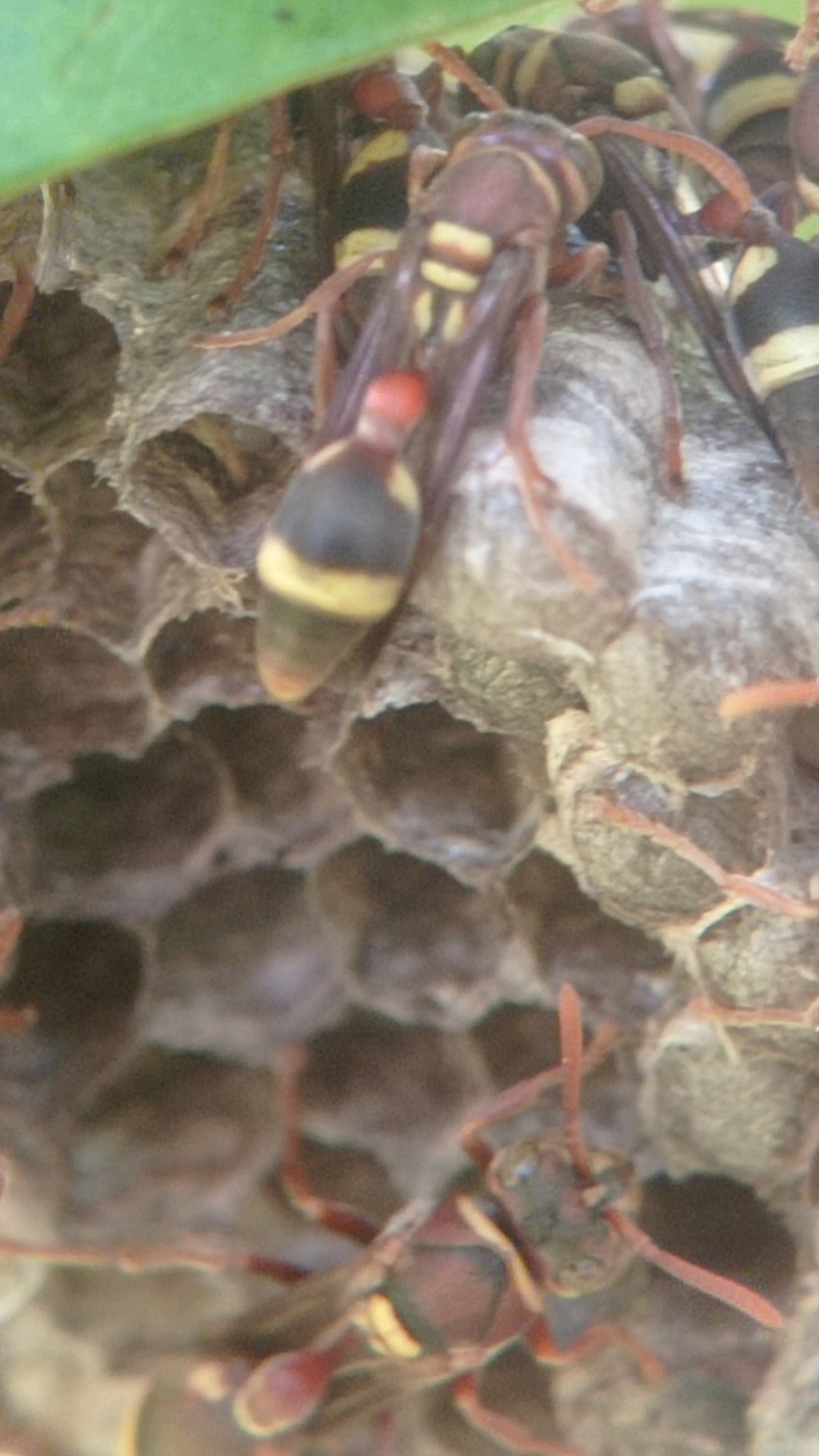 The image depicts a close-up view of a wasp nest constructed from a papery material, likely made from chewed wood pulp. Several wasps, characterized by their segmented bodies and distinctive yellow and brown or dark red markings, are visible. One wasp in the foreground is particularly detailed, showing its antennae, head, thorax, and abdomen. The wasps are positioned on and around the honeycomb-like structure of the nest. The background is out of focus but suggests a natural environment with green foliage at the top. The scene appears to be an outdoor observation of a wasp colony. There is no information about the location within the city of Bedali, Indonesia, in the image itself.