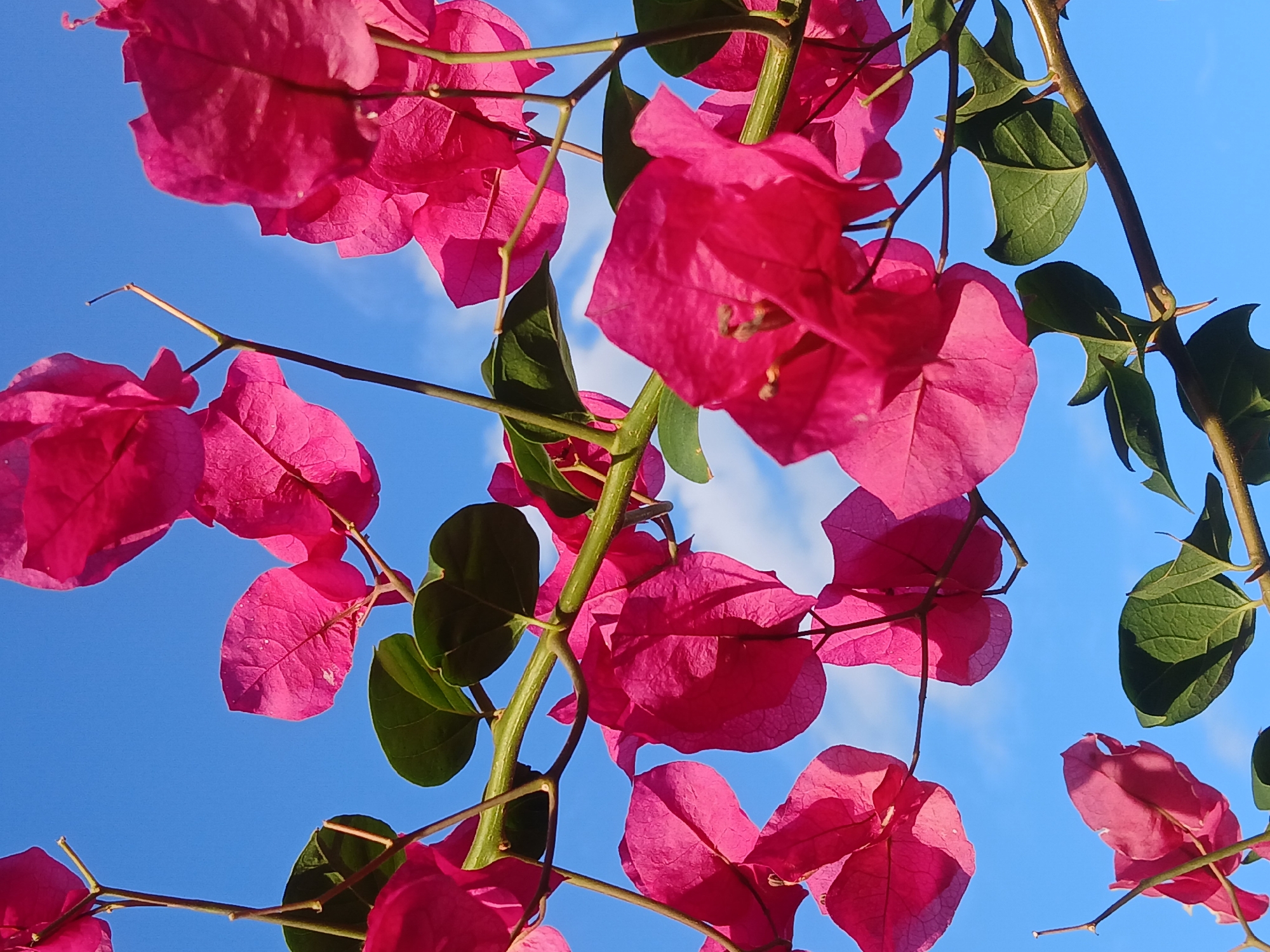 The image is a low-angle shot of pink bougainvillea flowers and green leaves against a blue sky with some white clouds. The flowers and leaves are clustered on stems and branches. The scene appears to be outdoors during daylight. The location is Ciudad Guayana, Venezuela. There are no people visible in the image.