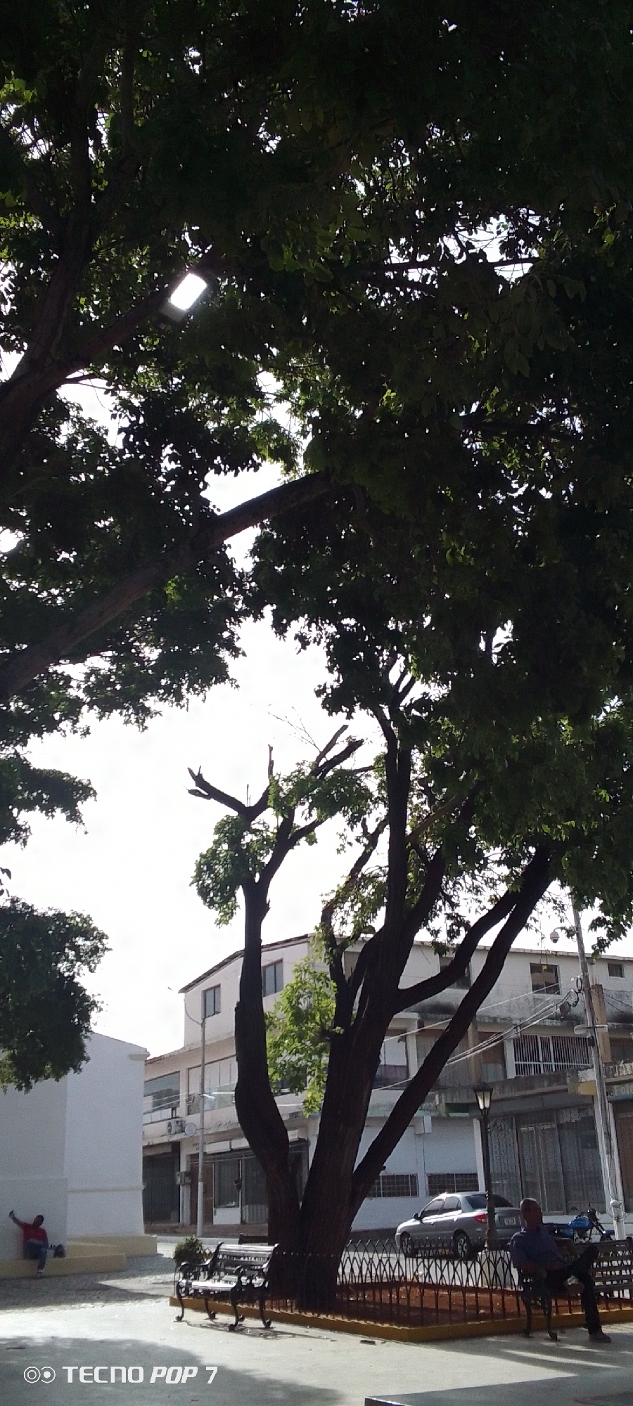 This image depicts a public square or park area in the city of Altagracia, Venezuela, under daylight conditions. The upper portion of the frame is dominated by the dense, dark green foliage and gnarled branches of several large, mature trees, with a bright, overcast sky visible through gaps in the canopy. A modern, rectangular LED street light is affixed to a tree branch in the upper left quadrant. One prominent tree in the center-right features dark trunks and branches, some of which display recent pruning cuts.
In the lower left, a man wearing a red shirt and dark pants is seated on a low, white, geometric structure, appearing to focus on a handheld device. In the mid-ground to the right, a second man, dressed in a dark blue or purple shirt and dark pants, is seated on a black ornate metal park bench, with his legs crossed, facing left. The base of the central tree is encircled by a low, decorative black metal fence.
The ground is paved with light-colored stones or concrete. In the background, light-colored, multi-story urban buildings with various windows and architectural details are visible. A silver sedan is parked on the street in front of the buildings, and a traditional dark street lamp post stands behind the right-most bench.