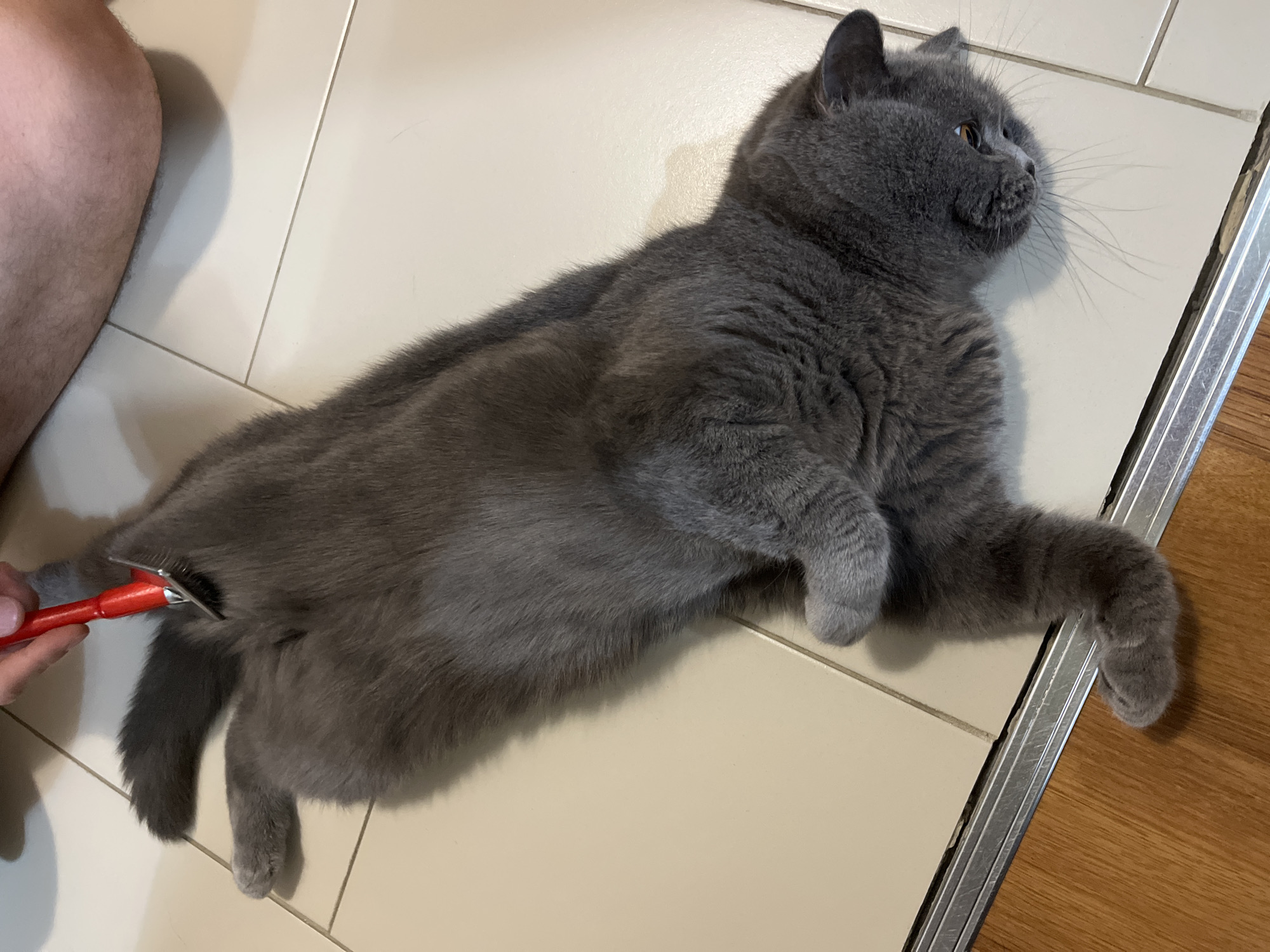 A grey cat is lying on its side on a tiled floor. A person's hand is visible, holding a red-handled grooming tool and brushing the cat's tail. The cat appears relaxed, with its eyes partially closed. The floor is made of large, square, light-colored tiles, and there is a transition to a wooden floor in the lower left corner of the image. The scene is indoors, in what appears to be a domestic setting.