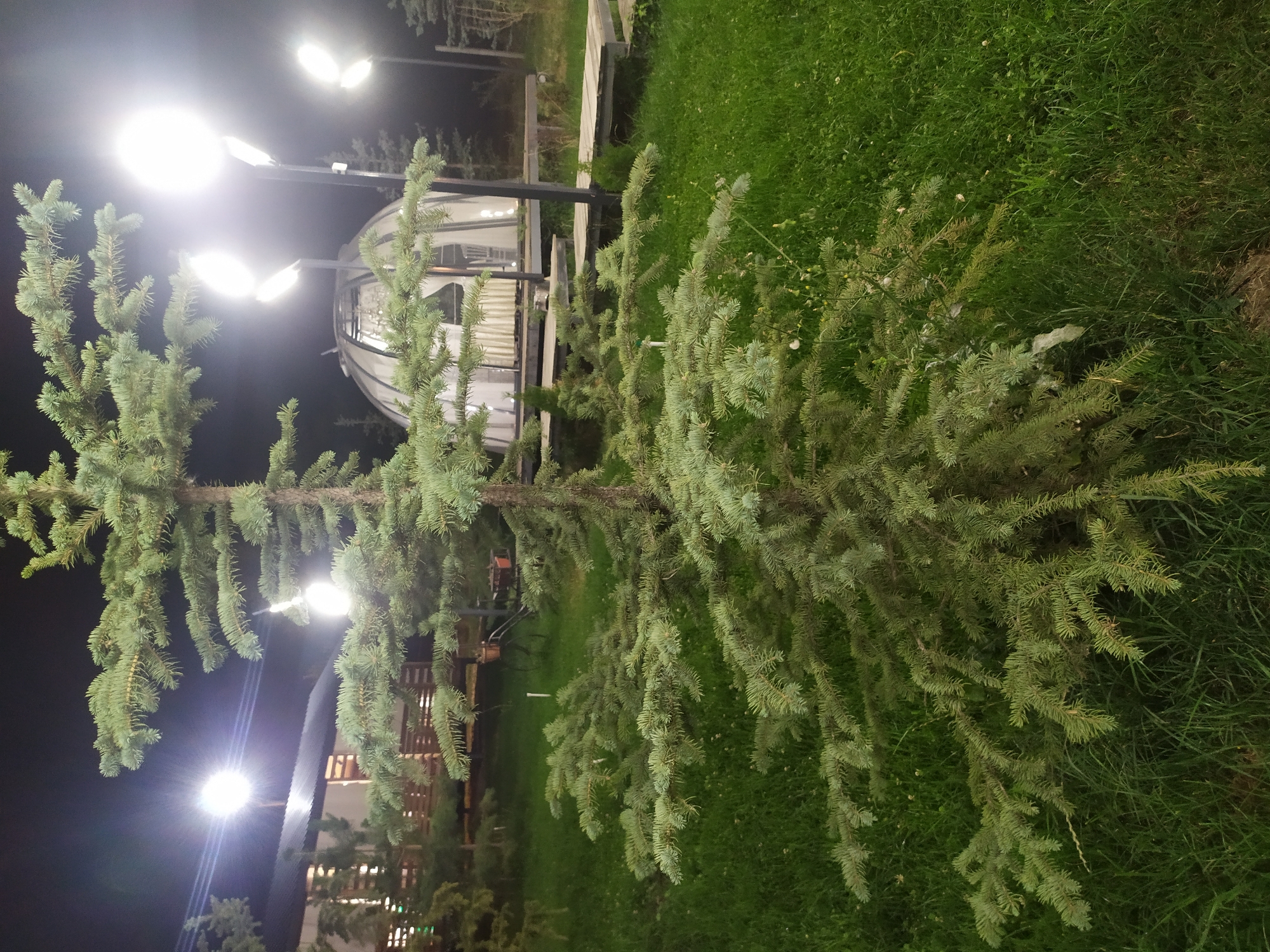 The photograph captures a nighttime scene in Sosnovka, Kyrgyzstan, focused on a young spruce tree in the foreground. The tree has a dense canopy of green needles and branches that spread out at its base. Behind the tree, a modern, transparent geodesic dome structure is visible, illuminated from within by soft, white curtains. Multiple streetlights, emitting bright white light, illuminate the area, some of which are obscured by the branches of the spruce tree. The ground is covered in green grass, suggesting an outdoor recreational or residential setting. In the background, a wooden structure with a sloped roof is partially visible, along with more trees. The overall atmosphere is one of a well-lit, contemporary outdoor space at night.