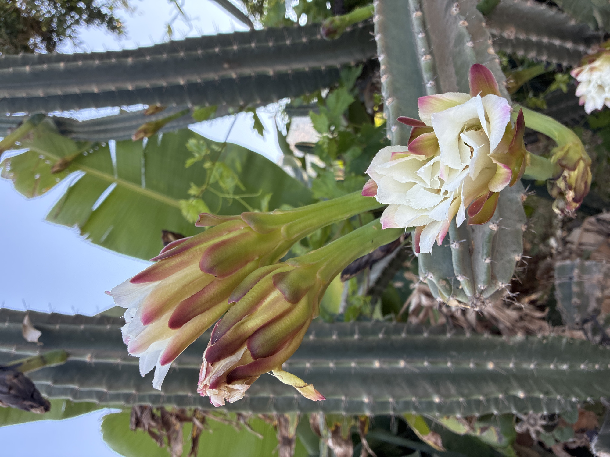 The image captures a close-up view of a blooming cactus, likely a Peruvian Torch cactus, in Alanya, Turkey. The cactus features a large, white flower with ruffled petals tinged with pink at the edges. Several unbloomed buds, also showing pink and green hues, are visible nearby. The cactus itself is a tall, columnar species with prominent ribs and spines. In the background, blurred green foliage, including what appears to be banana leaves, and the sky are visible. The lighting suggests it is daytime. No people or animals are present in the frame. The setting appears to be a garden or a natural landscape within Alanya.