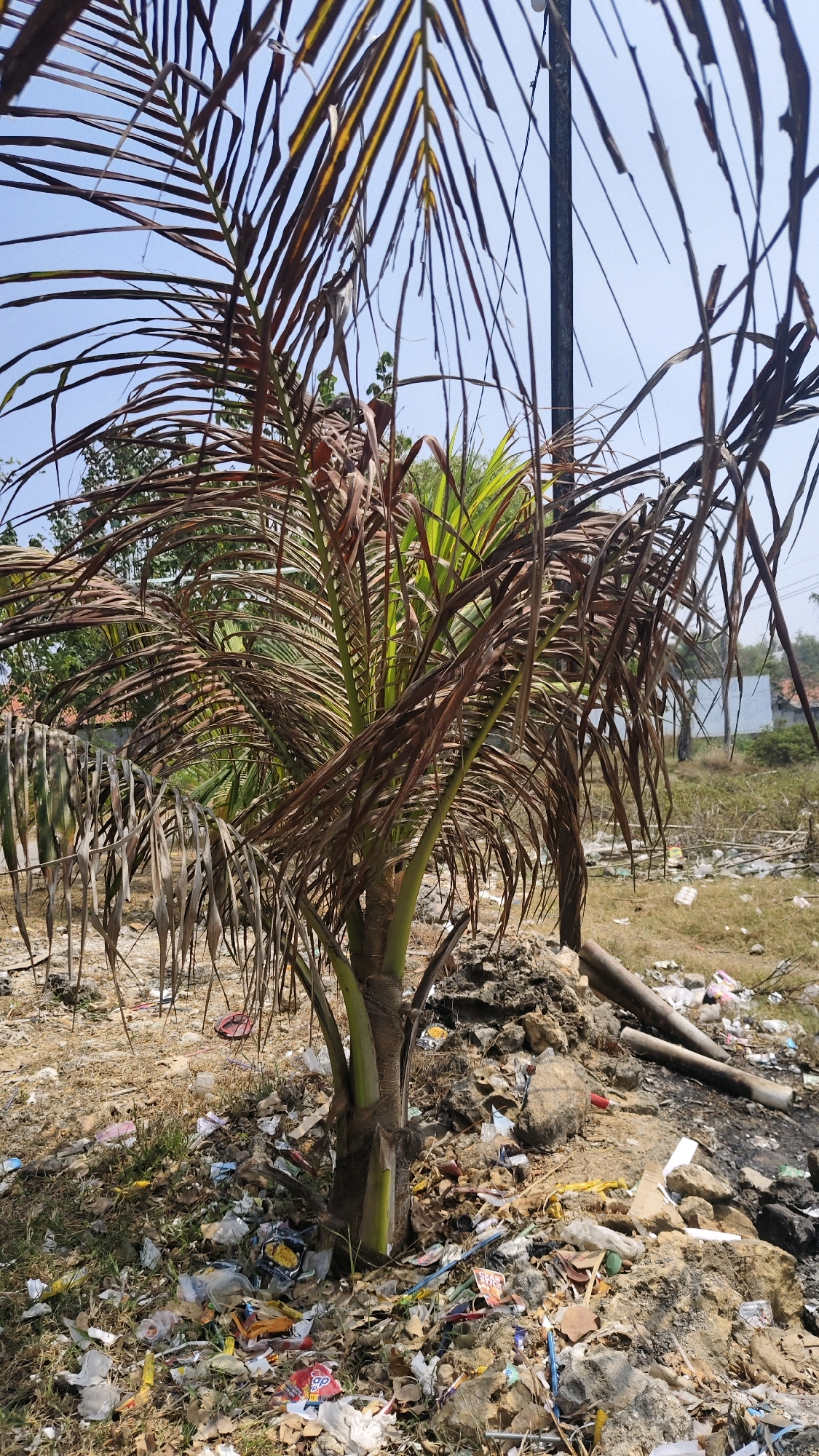 A young palm tree, its fronds largely brown and withered, stands amidst a scene of urban decay in Pangpajung, Indonesia. The ground surrounding the tree is heavily littered with a variety of debris, including plastic wrappers, bottles, and other refuse. The base of the tree is surrounded by a pile of rocks and dirt, further contributing to the unkempt appearance of the environment. In the background, hints of buildings and more vegetation can be seen, suggesting a semi-urban or rural fringe location. The sky is a clear blue, providing a stark contrast to the degraded landscape. A metal pole rises vertically in the mid-ground, its purpose unclear, but it adds to the utilitarian, possibly industrial, feel of the surroundings. The overall impression is one of neglect and environmental pollution.