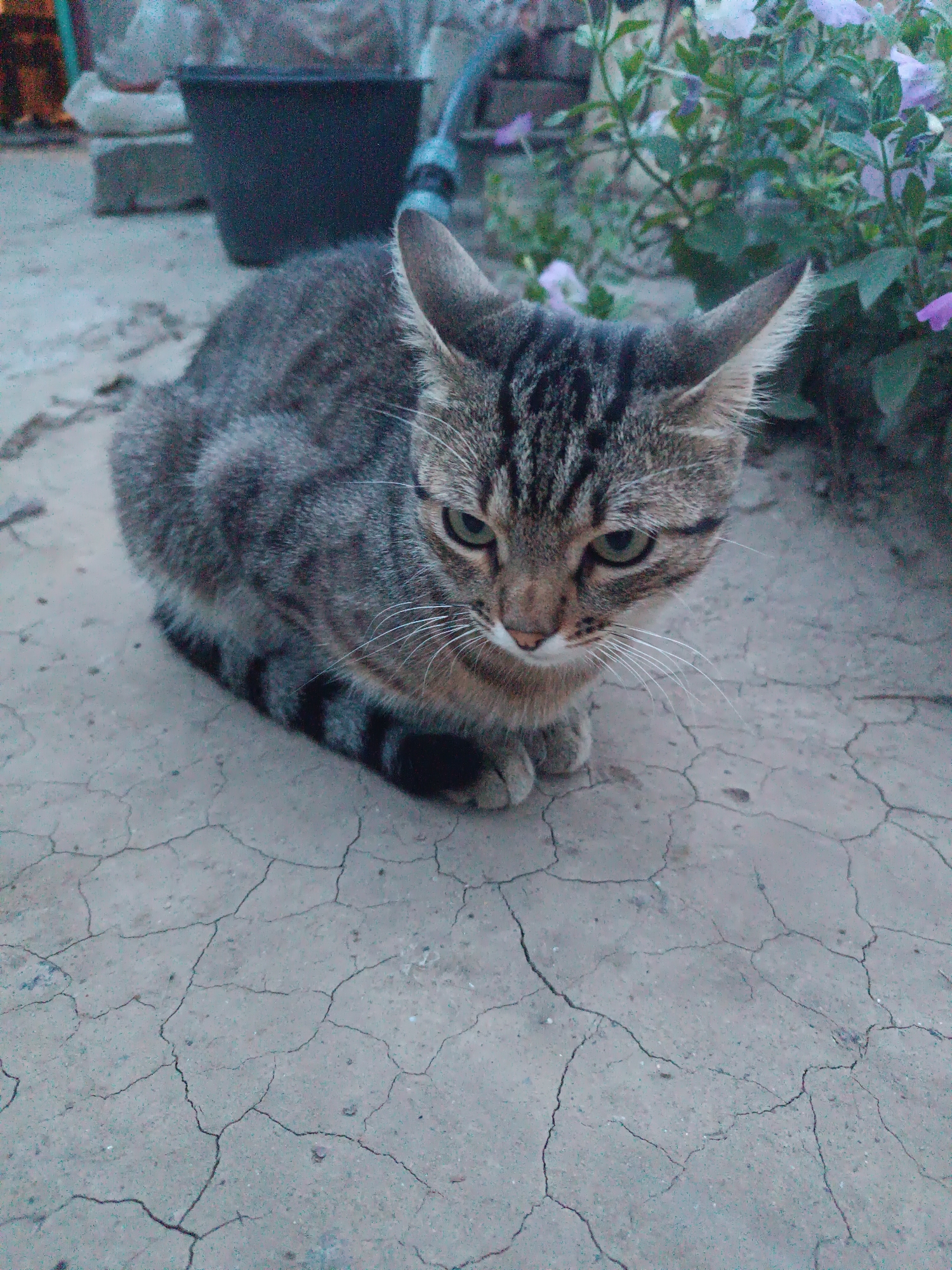 A tabby cat with green eyes sits on cracked, dry earth. The cat is facing forward, with its ears pointed upwards. In the background, there are some green plants with purple flowers and a black bucket. The image was taken in Vypasne, Ukraine.