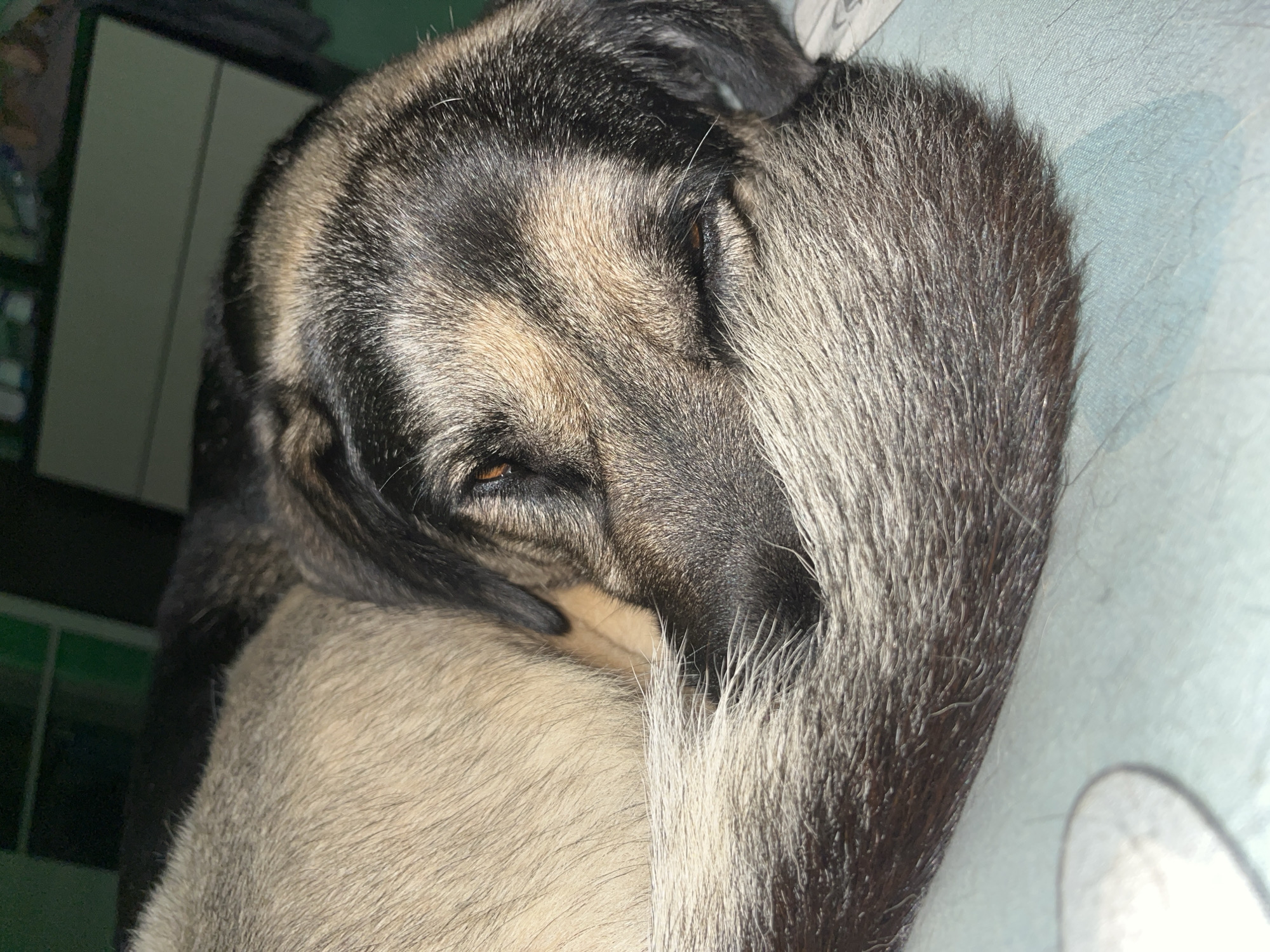 A close-up, eye-level shot shows a dog sleeping, curled up in a ball. The dog's face is partially obscured by its own fur. The fur is a mix of tan, brown, and black, with individual hairs visible. The dog appears to be resting on a light blue surface, possibly a bed or couch, with a faint pattern visible. In the background, out of focus, is a dark green surface, possibly a wall or furniture. There is no indication of the location being in Nizhny Tagil, Russia.