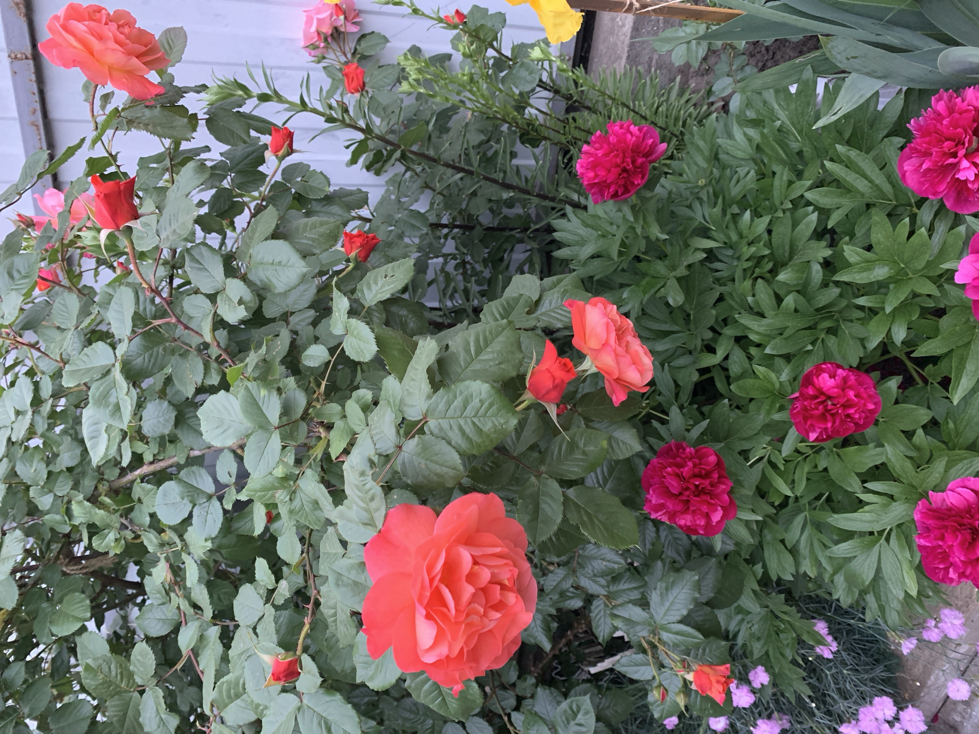 The image shows a garden setting in an unidentified city. A rose bush on the left features blossoms in shades of orange and red, with many buds present. Adjacent to the roses, peonies with dark pink, ruffled blooms are arranged. Small, light purple flowers are visible in the lower right corner. The backdrop includes a light-colored, possibly metallic or painted, structure, and plant debris.