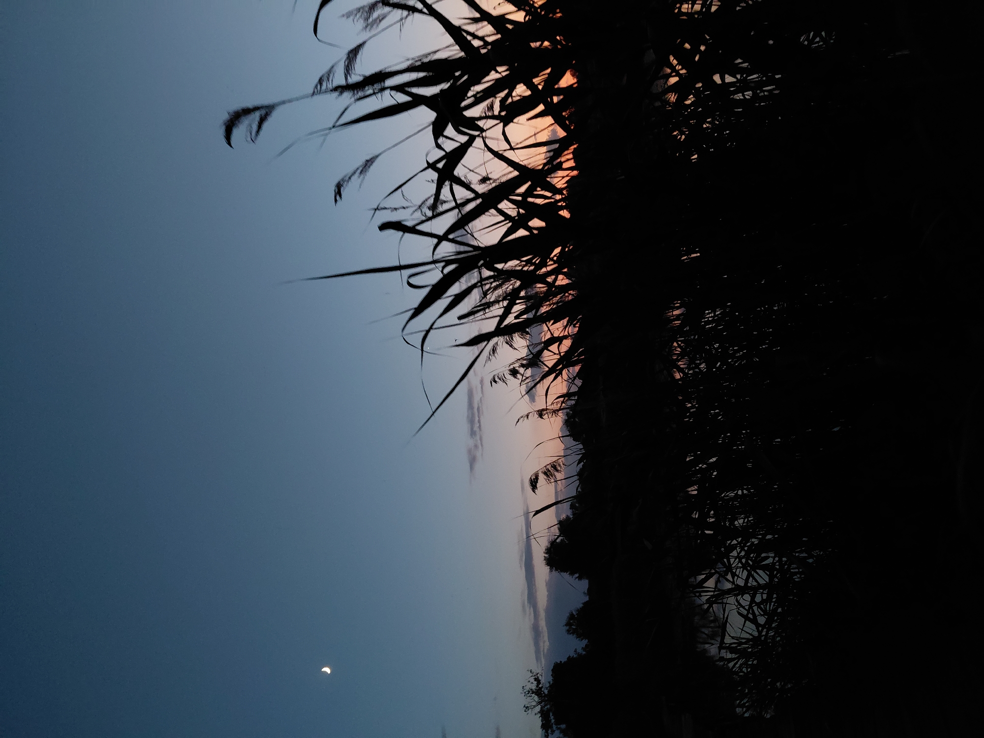 This image depicts a natural landscape at dusk, likely near Ustyvytsia, Ukraine. The sky is a deep blue, transitioning to lighter hues near the horizon where a sliver of the crescent moon is visible. The foreground is dominated by the dark silhouettes of tall reeds and other vegetation, obscuring a body of water and a treeline in the background. The reeds are swaying, suggesting a gentle breeze. The overall impression is one of a tranquil, twilight scene in a rural or natural setting. There are no people or man-made structures visible.