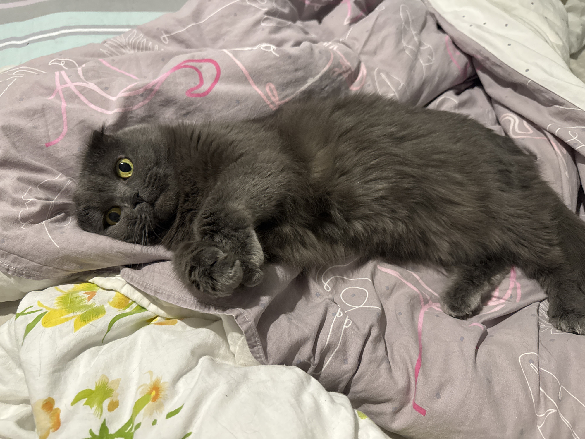A gray cat lies on patterned bedding in what appears to be an indoor setting. The bedding is primarily gray with a pink and white graphic pattern, with a secondary layer of white bedding featuring a floral design partially visible. The cat has golden eyes and appears relaxed, with its paws positioned in front of its body. The specific location, Chaikovsky, Russia, cannot be verified from the visual data.