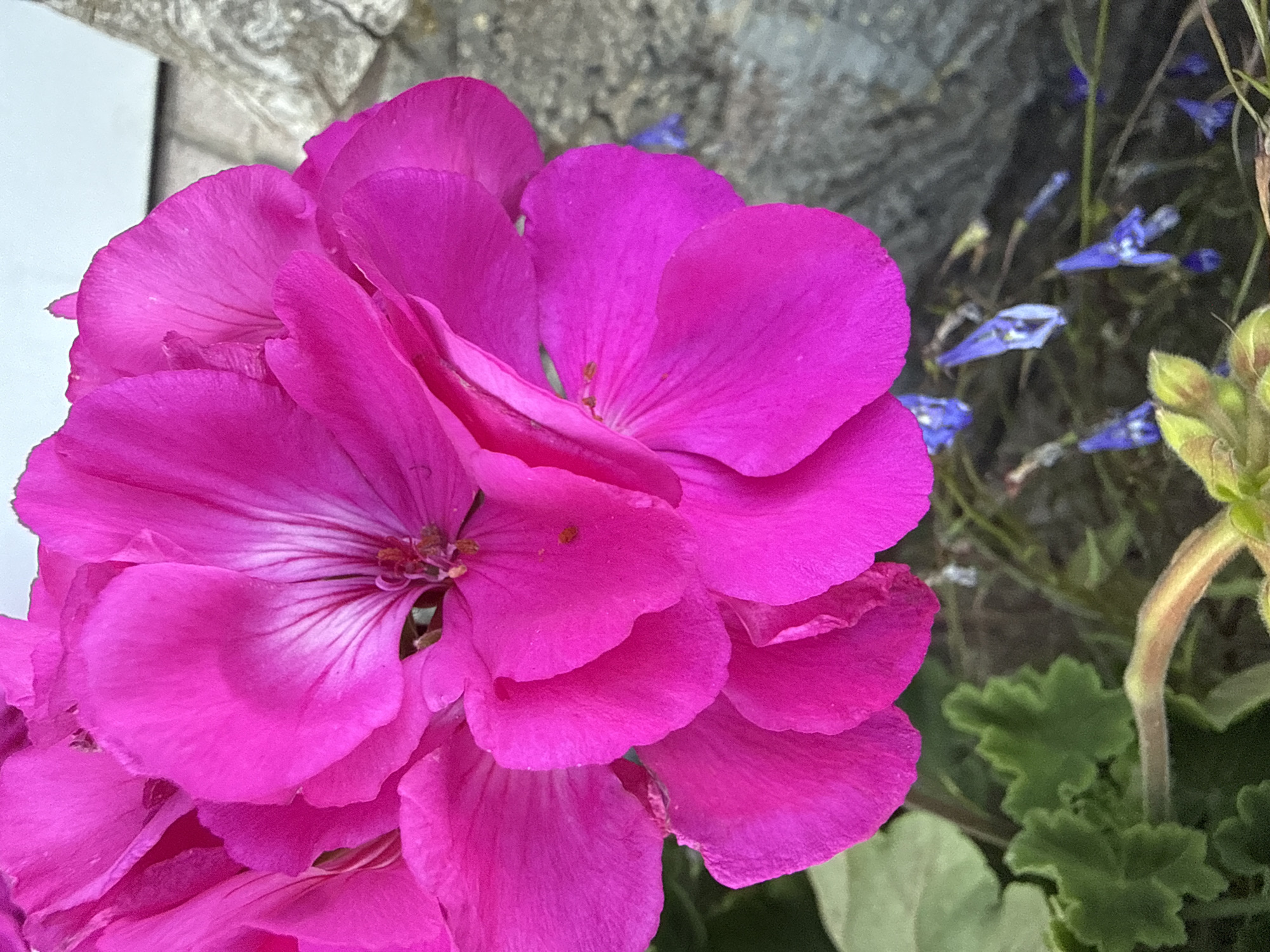 In the city of Vikraičiai, Lithuania, a close-up shot focuses on a vibrant cluster of fuchsia geranium flowers. The petals are a deep, saturated pink with delicate white veins radiating from the center. Some petals are curled and layered, creating a sense of depth and texture. In the background, out of focus, are hints of green foliage, small blue flowers, and a rough, grey, stone-like surface. The lighting suggests it is daytime, with the bright colors of the flowers dominating the scene. There are no people or animals present in this image.