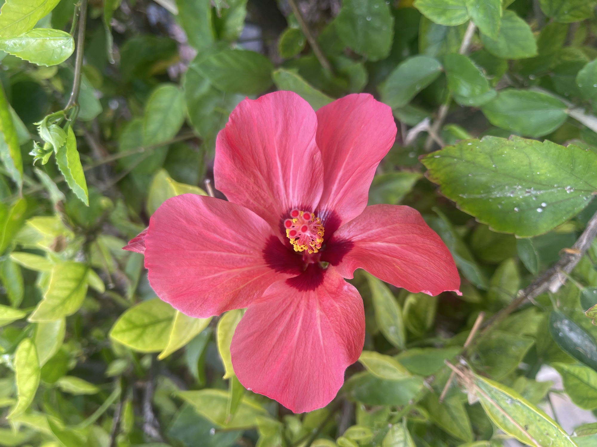 A vibrant pink hibiscus flower is in full bloom, its petals unfurled and showcasing a deep red center. The flower is surrounded by lush green foliage, some of which appears slightly wilted and speckled with white. The image was taken outdoors, likely in a garden or park setting within Netanya, Israel, given the presence of tropical-looking plants. No people or animals are visible in the frame. The lighting suggests it is daytime, with natural light illuminating the scene.