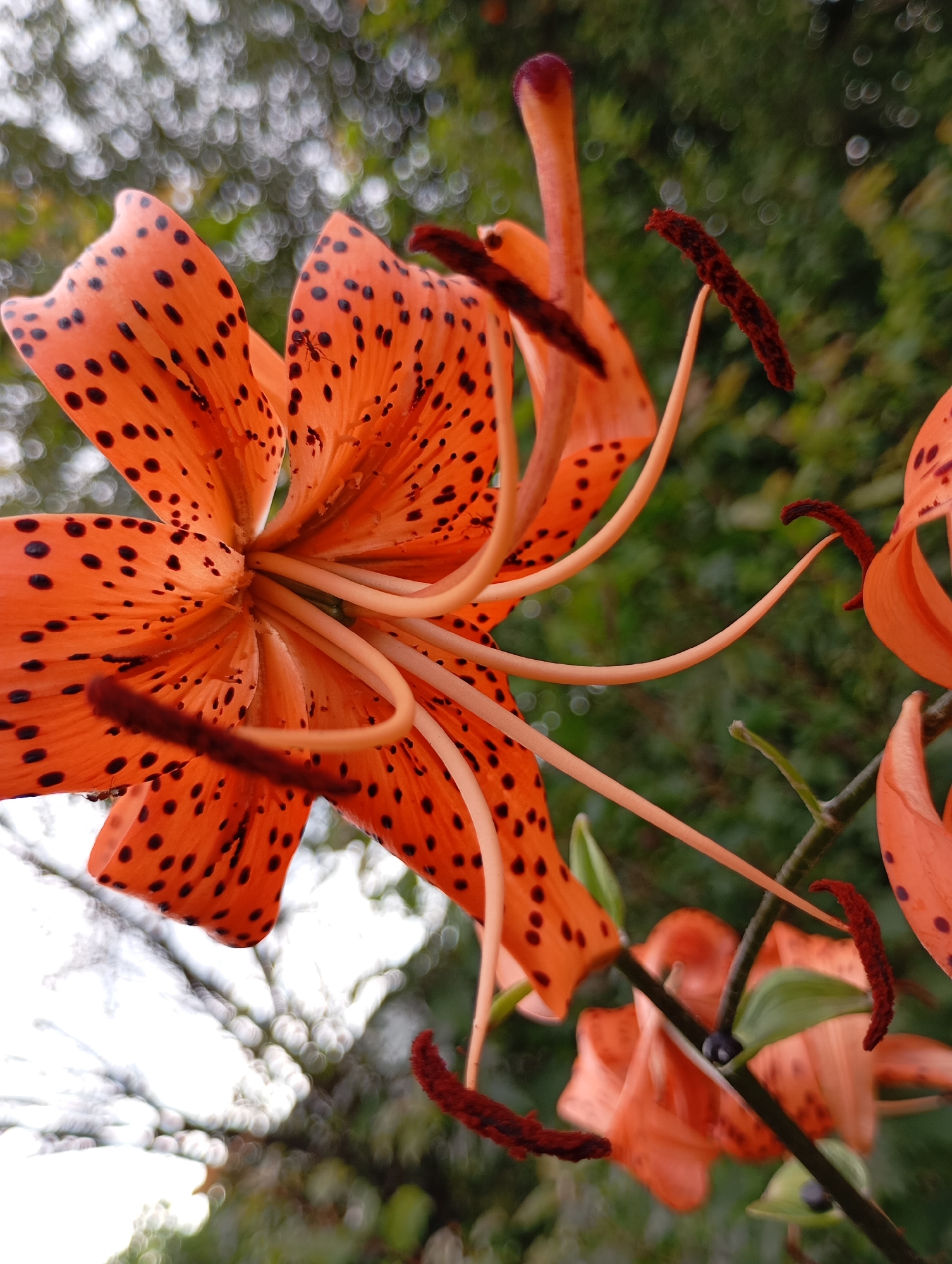 An orange lily with black spots is in the foreground of the image. The lily is in bloom, with its petals spread open, revealing its stamen and pistil. The stamen are long and thin, with dark brown anthers. The pistil is also long and thin, with a stigma at the tip. The lily is growing in a garden, with other plants and flowers in the background. The background is blurred, with the focus on the lily. There are also some small insects visible on the lily petals, likely ants. The image has been taken in the city of Fokino, Russia, where these flowers are common in gardens.