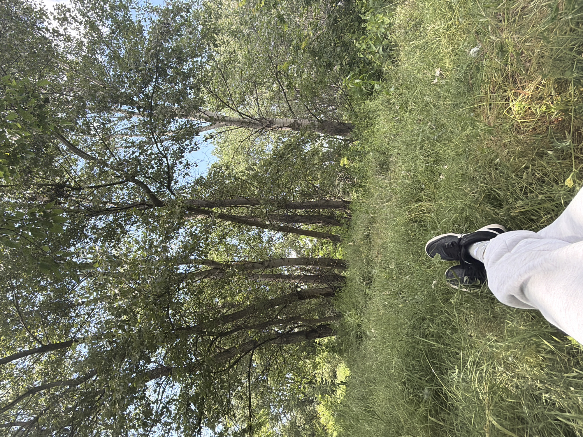 The image shows a person's feet and legs in the lower right foreground, with black sneakers and white pants resting on a grassy field. Tall grass surrounds the lower part of the image. Beyond the grass are a row of trees, their branches creating a canopy overhead against a partly visible blue sky. The image appears to be taken outdoors in a wooded or park-like setting. The location is Unknown, Unknown.