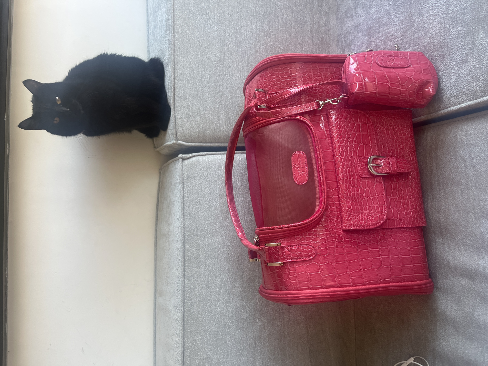 A top-down shot shows a black cat on a grey couch next to a pink carrier purse with an alligator skin pattern. The couch is in front of a white wall. The location is not revealed by the image.