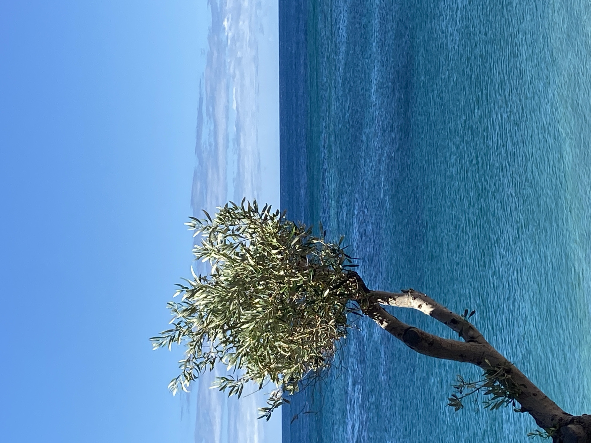 This is a photograph taken in Petrovac centar, Montenegro, featuring a solitary olive tree with a twisted trunk positioned in the foreground. The tree is leaning to the left, with its branches and green foliage reaching upwards and to the right. Behind the tree, a vast expanse of the Adriatic Sea occupies the majority of the frame. The water displays a gradient of blues, transitioning from a brighter turquoise near the implied shore to a deep, rich blue on the horizon. Wispy white clouds are scattered across a clear, bright blue sky, which meets the sea at a distinct horizon line. The overall scene is serene and natural, highlighting the beauty of the coastal landscape.