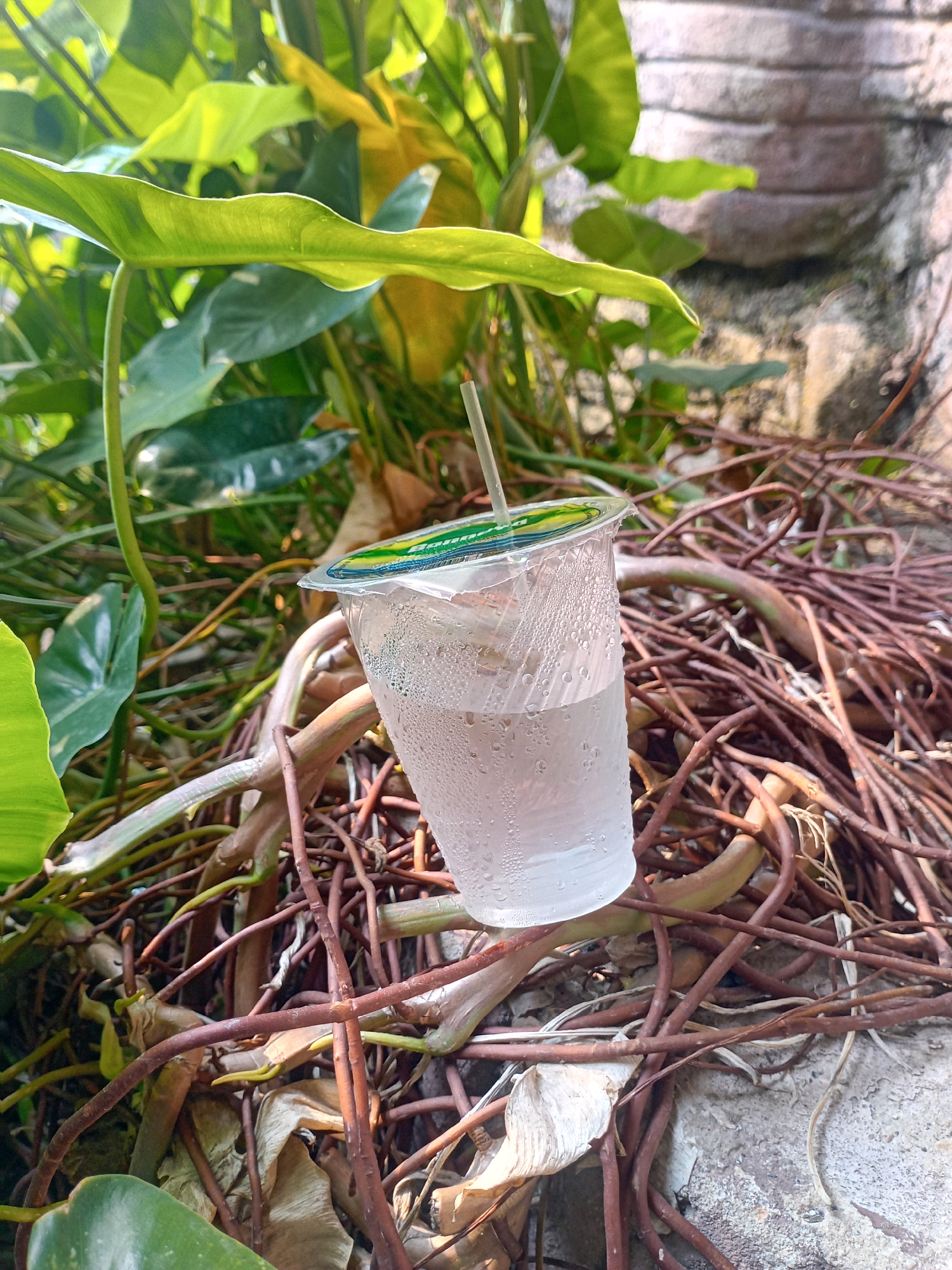 A clear plastic cup filled with clear liquid and a white straw is placed on tangled brown roots and dried leaves. The cup is speckled with condensation droplets. Green leaves from a plant extend into the frame from the upper left corner, with sunlight illuminating parts of them. Behind the plant and roots, a textured stone wall is visible, appearing to be made of stacked stones. The scene is outdoors, and the lighting suggests it is daytime. The ground is covered with a dense network of brown roots and dry, fallen leaves, possibly suggesting a garden or park setting. The image is a close-up perspective, focusing on the cup and its immediate surroundings. The location is in Pekanbaru, Indonesia.