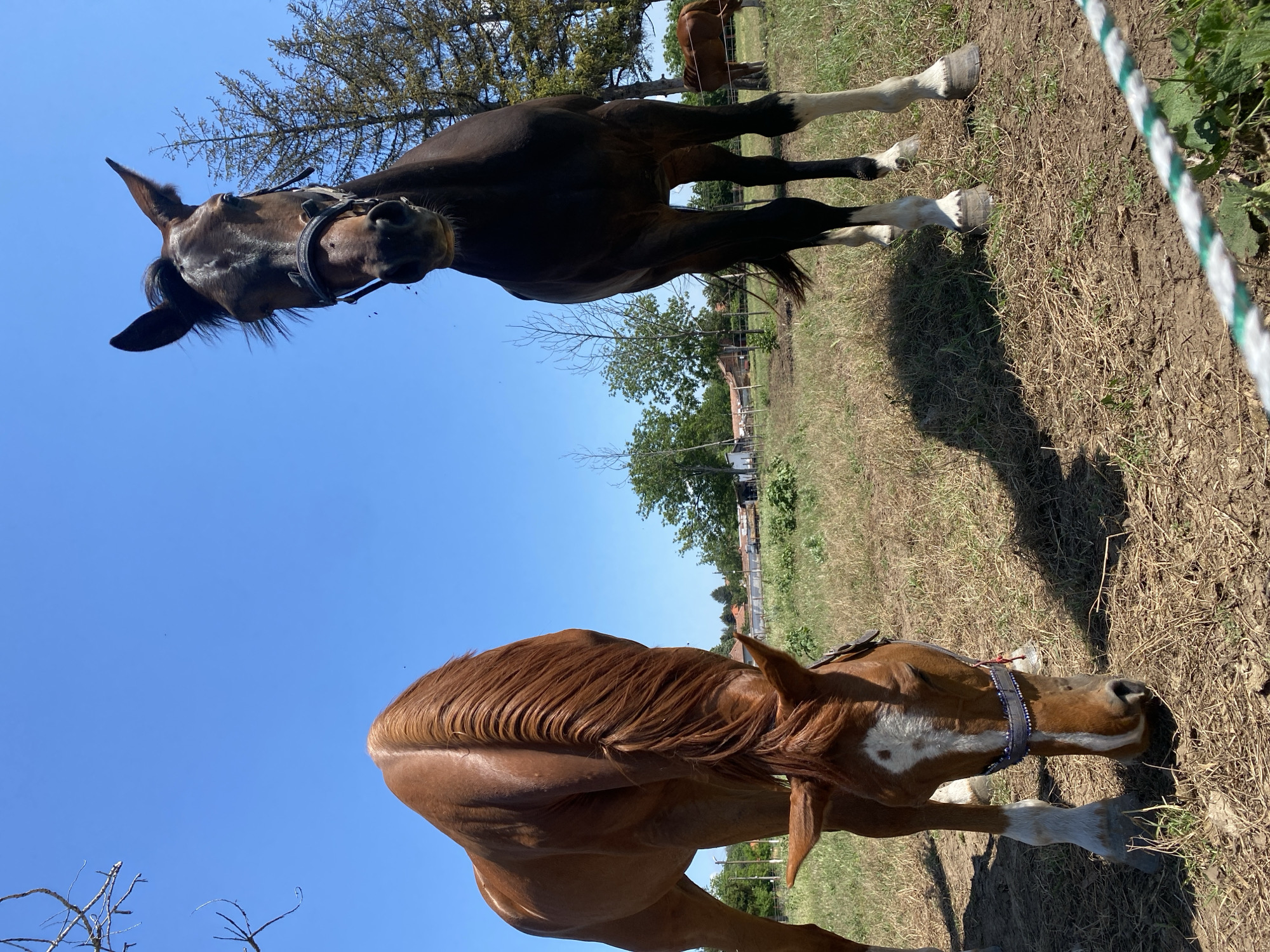 This image captures a bright, sunny rural scene in Slavovitsa, Bulgaria. In the foreground, two horses are prominent. On the left, a chestnut horse with a white facial blaze and white lower leg markings is grazing, its head down towards the dry grass. It wears a dark bridle or halter with white beading. On the right, a dark bay or black horse with white lower leg markings stands erect, facing directly towards the camera, also wearing a dark bridle or halter. A third, lighter brown horse is partially visible in the far-right background. The ground is a mixture of dry, patchy grass and bare earth. A white and green striped rope or barrier runs diagonally across the lower right corner. The background features scattered trees, including a tall coniferous tree behind the dark horse, and distant low-rise rural buildings under a clear, cloudless blue sky, indicating strong daylight. No human subjects are visible.