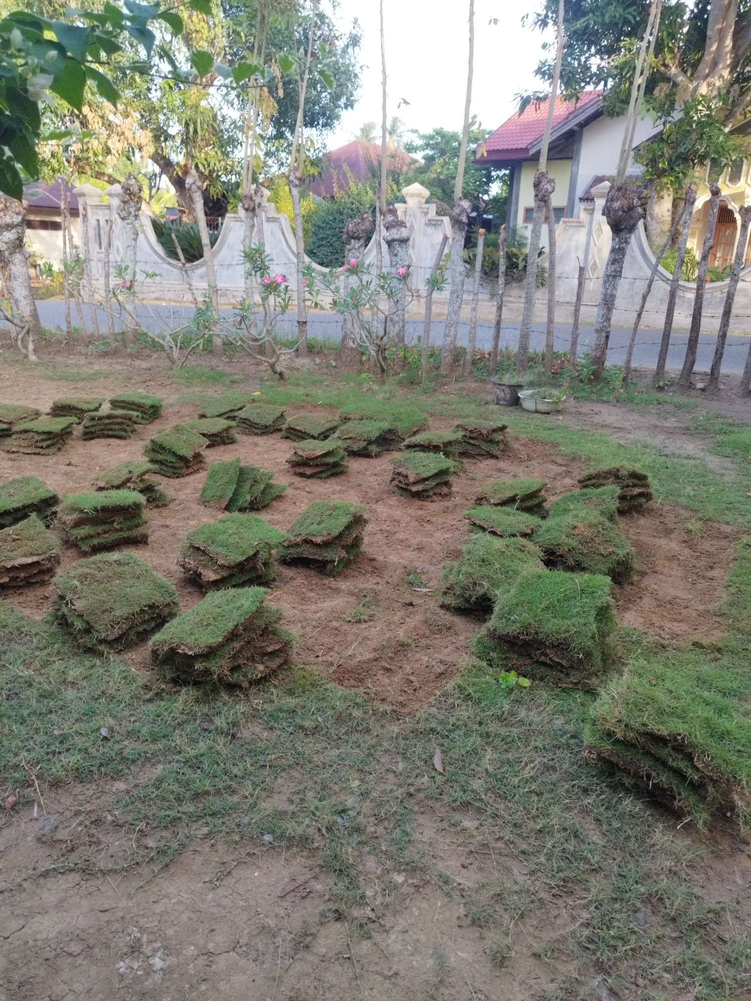 The image depicts an outdoor scene in Rukoh, Indonesia, featuring numerous stacks of sod arranged on a dirt surface. The sod pieces are rectangular and appear to have been recently cut, as indicated by the presence of exposed soil beneath them. The background shows a fence, trees, and a residential building with a red roof, consistent with a suburban or rural environment. The lighting suggests it is daytime, possibly late afternoon due to the warm tones. There are no people visible in the image, and no visible actions are taking place other than the arrangement of the sod. The overall environment is natural and somewhat untidy, with dry soil and patchy grass.