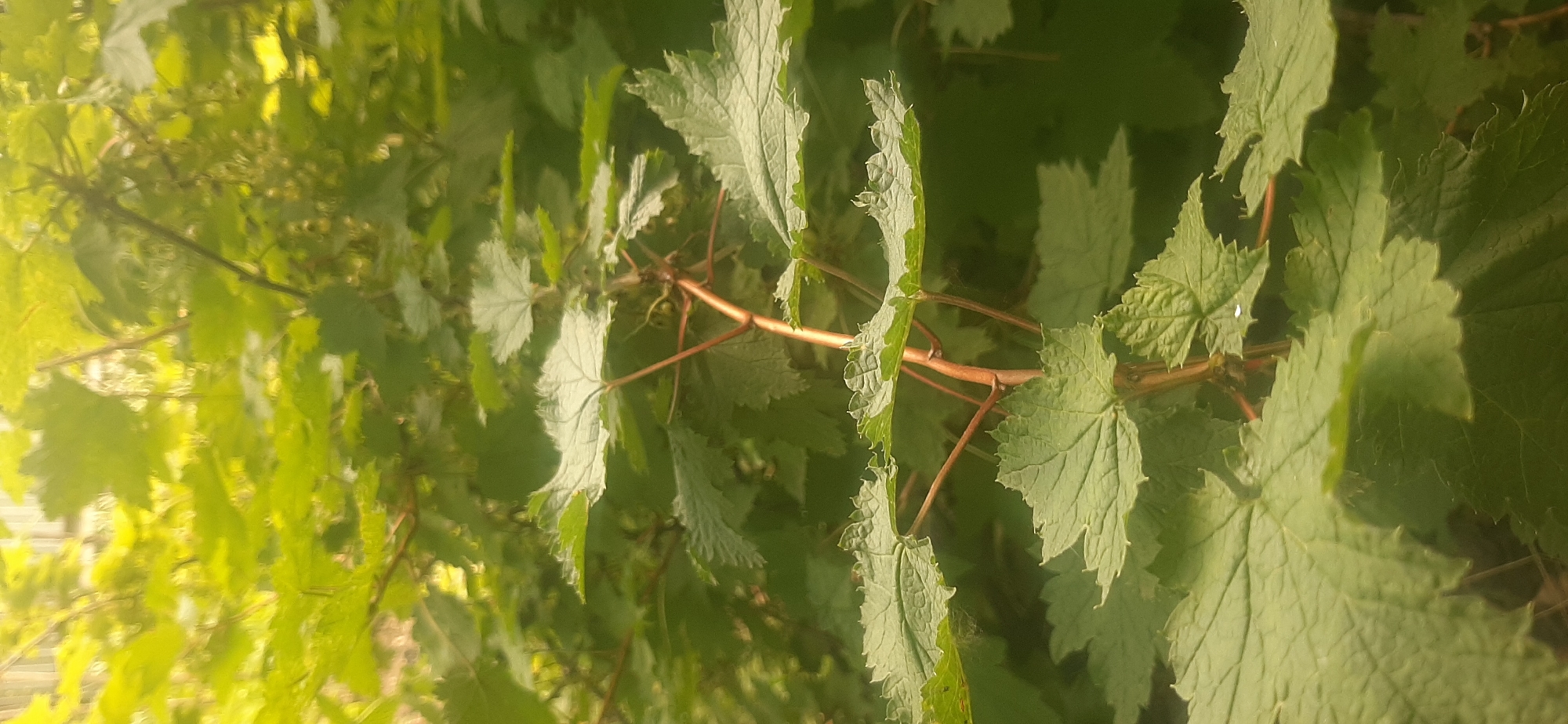 The image displays a close-up view of a leafy green plant with reddish-brown stems. The leaves are broad and lobed with serrated edges. Some leaves have a slightly fuzzy texture along their margins. The background consists of more foliage, creating a dense, verdant environment. The lighting suggests it is daytime, with sunlight filtering through the leaves, causing some areas to be brighter than others. No people or specific structures are visible. The image appears to be taken in an outdoor setting, possibly a garden or natural area. No information about the location in Yessentukskaya, Russia can be derived from the visual content of the image.