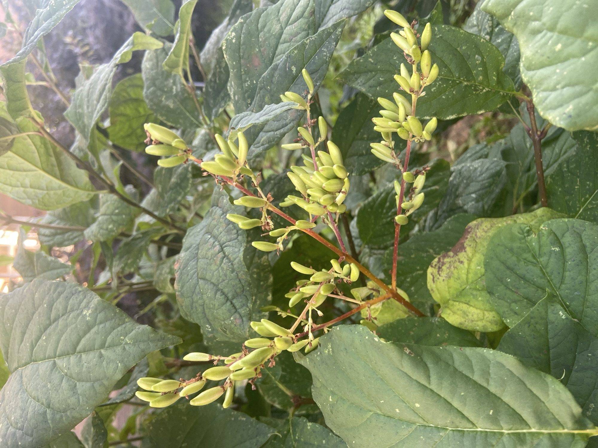 The image shows a close-up of a plant with green leaves and small, elongated green seed pods clustered on reddish-brown stems. The plant appears to be growing outdoors, with other foliage and a blurred background suggesting a garden or natural environment. There are no people or animals visible in the image. The lighting suggests it may be daytime with some sunlight filtering through. The location is specified as Balashikha, Russia.
