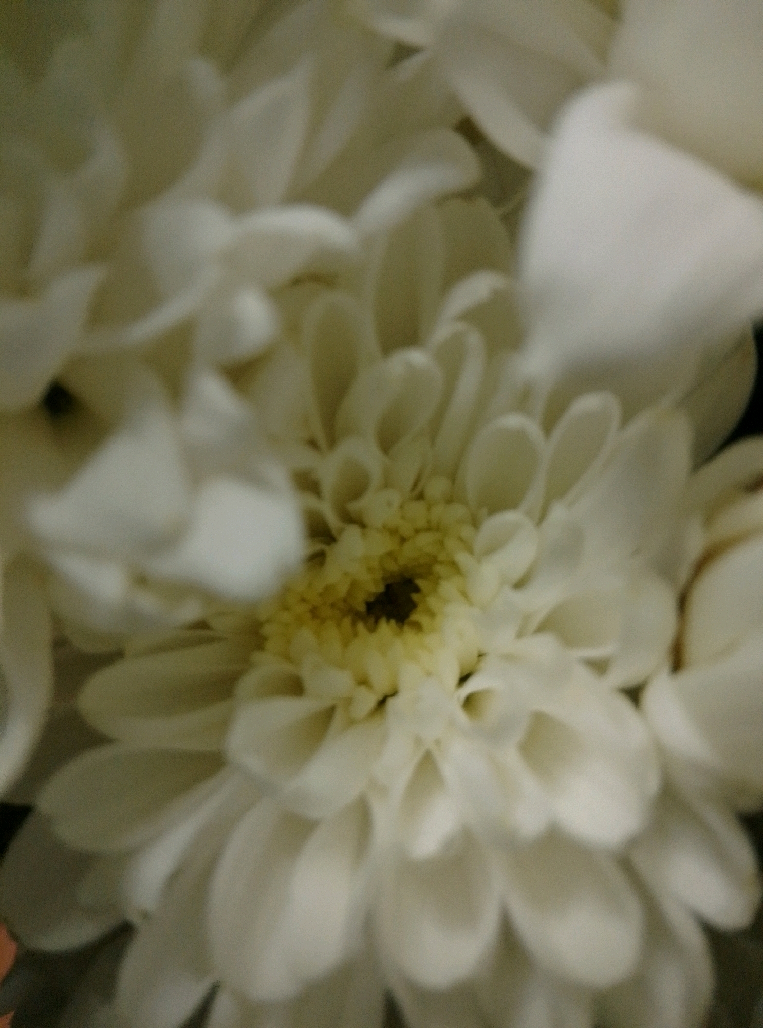 The image is a close-up, blurry photograph of a white flower with a yellow center. The petals are soft and rounded, and they overlap each other to form a dense bloom. The lighting is soft and diffused, creating a dreamy and romantic atmosphere. The image appears to be a nature photograph, possibly taken in a garden or a floral arrangement. There is no indication of the city of Wedel, Germany, or any specific location within it.