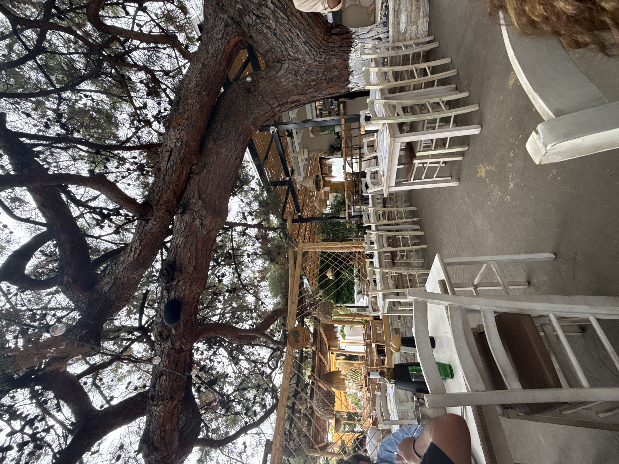 An outdoor restaurant in Skala Rachoniou, Greece, is depicted, dominated by a large pine tree with extensive branches shading the dining area. The restaurant features numerous white wooden tables and chairs arranged on a concrete floor. String lights are visible among the tree branches. Several straw-like lampshades hang from the restaurant's thatched roof structure, which is supported by wooden beams. In the foreground, a table is set with placemats, plates, cutlery, a bottle of olive oil, and salt and pepper shakers. Two people are partially visible at the table in the foreground, with one person's arm resting on the table and another person's curly brown hair visible at the edge of the frame. In the background, other diners and restaurant staff are present within the covered dining area and bar. The restaurant appears to be open for business.