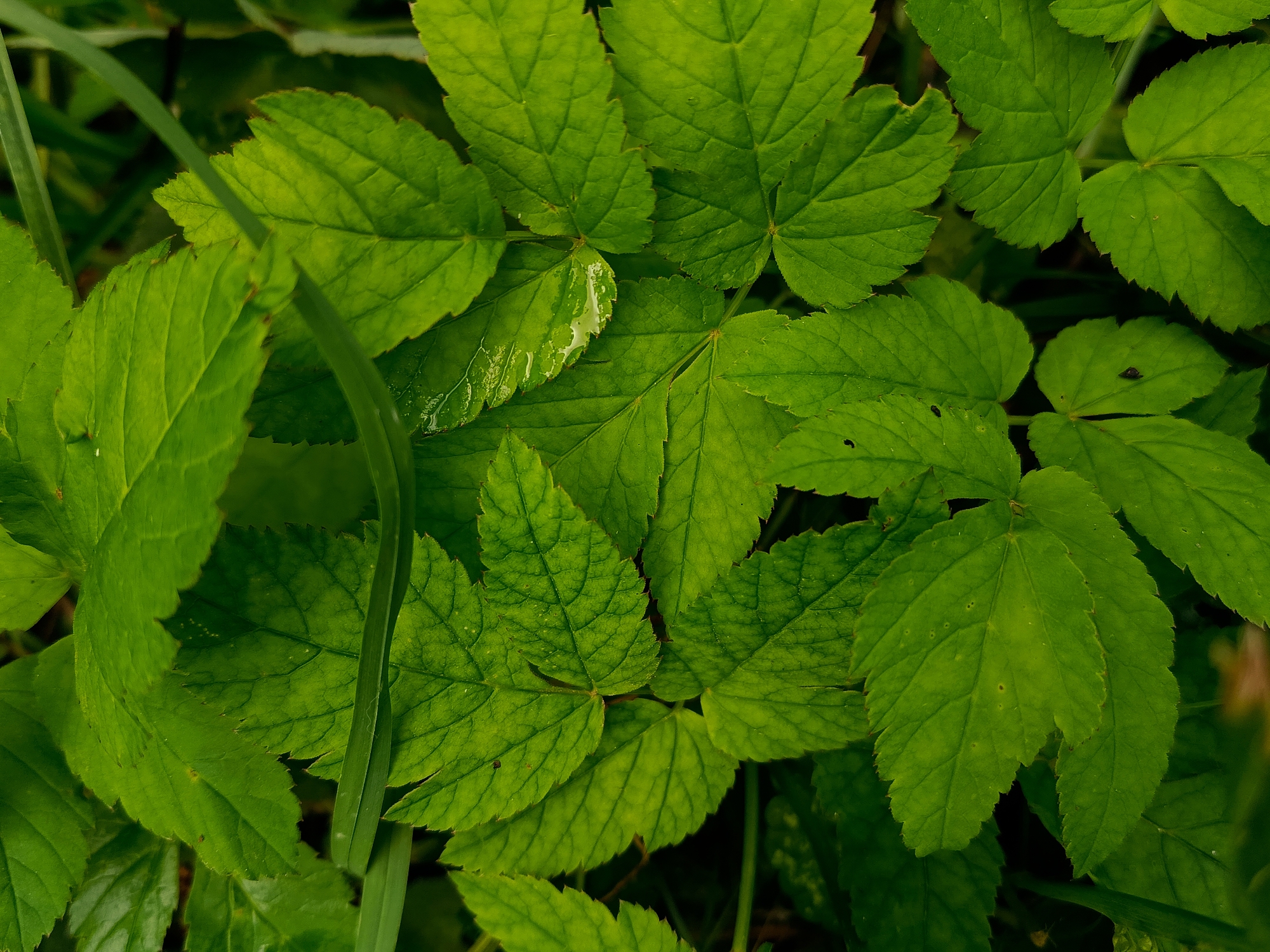 This is a close-up, overhead shot of several green leaves, some of which have water droplets on them. The leaves are arranged in a somewhat overlapping pattern, with some blades of grass interspersed. The background is dark and out of focus, suggesting a shaded natural environment. There are no people or man-made objects visible in the image. The scene appears to be a detail of vegetation, possibly in a park or garden within the city of Ryazan, Russia.
