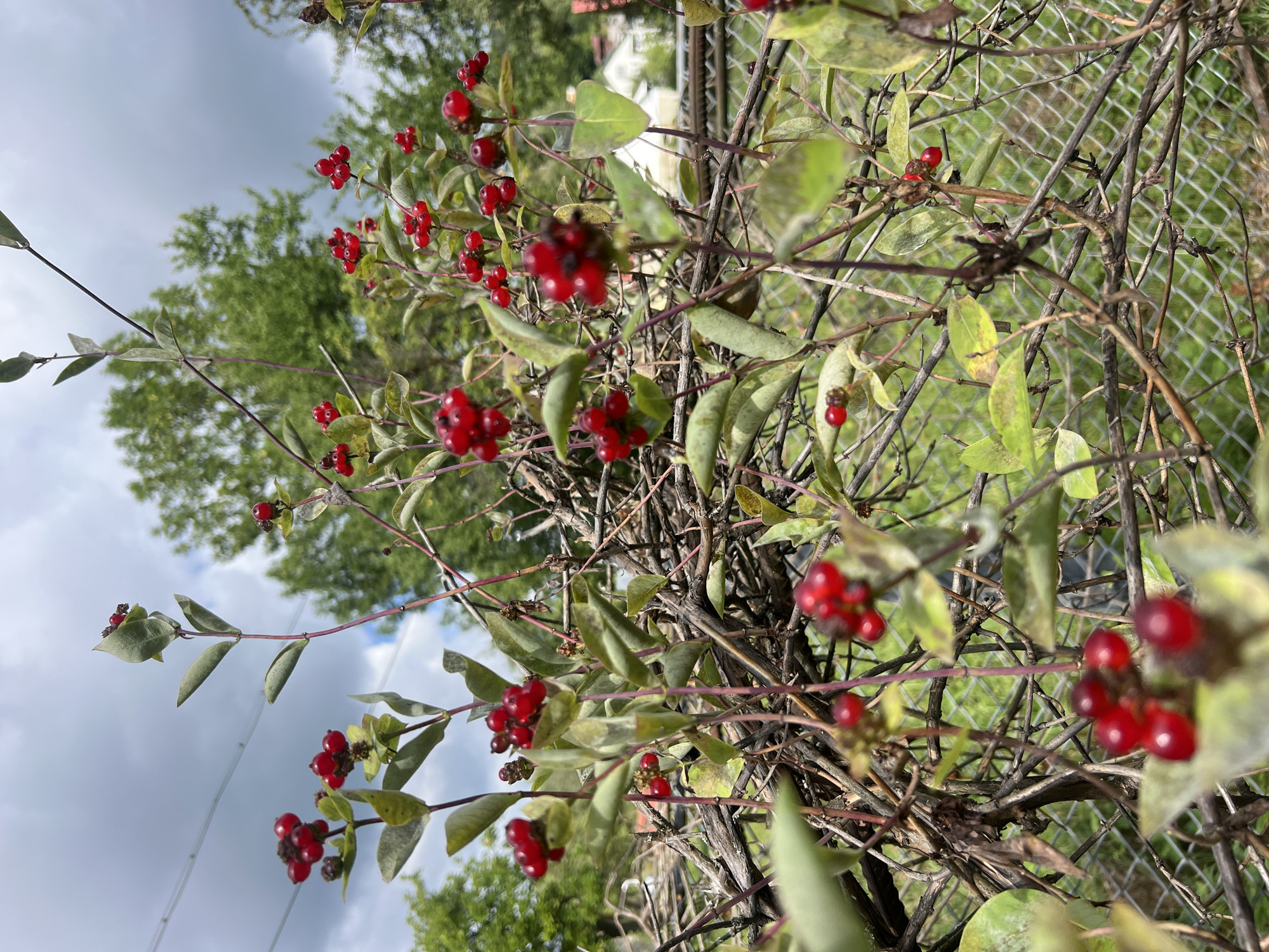 The image depicts a close-up view of a honeysuckle bush with bright red berries, likely in a garden or natural setting within the city of Yaremche, Ukraine. The foreground is dominated by the plant's branches, leaves, and clusters of berries, some in sharp focus while others are blurred. The plant is intertwined with dried branches, suggesting it is growing over or through a fence, which is visible in the background. Beyond the fence, a blurred background shows green foliage of trees and what appears to be a building, further indicating a semi-urban or suburban environment. The sky above is overcast with grey clouds, suggesting a cloudy day. There are no people or animals visible in the frame.