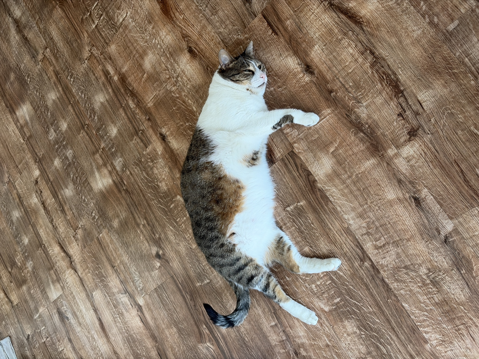 A tabby and white cat is lying on its side on a wooden floor. The cat is mostly white with tabby markings on its back and tail. Its eyes are closed and its mouth is slightly open, giving it a relaxed appearance. The wooden floor has a wood-grain pattern and appears to be made of laminate or hardwood. The scene is indoors, likely in a residential setting. The location is Unknown, Unknown.