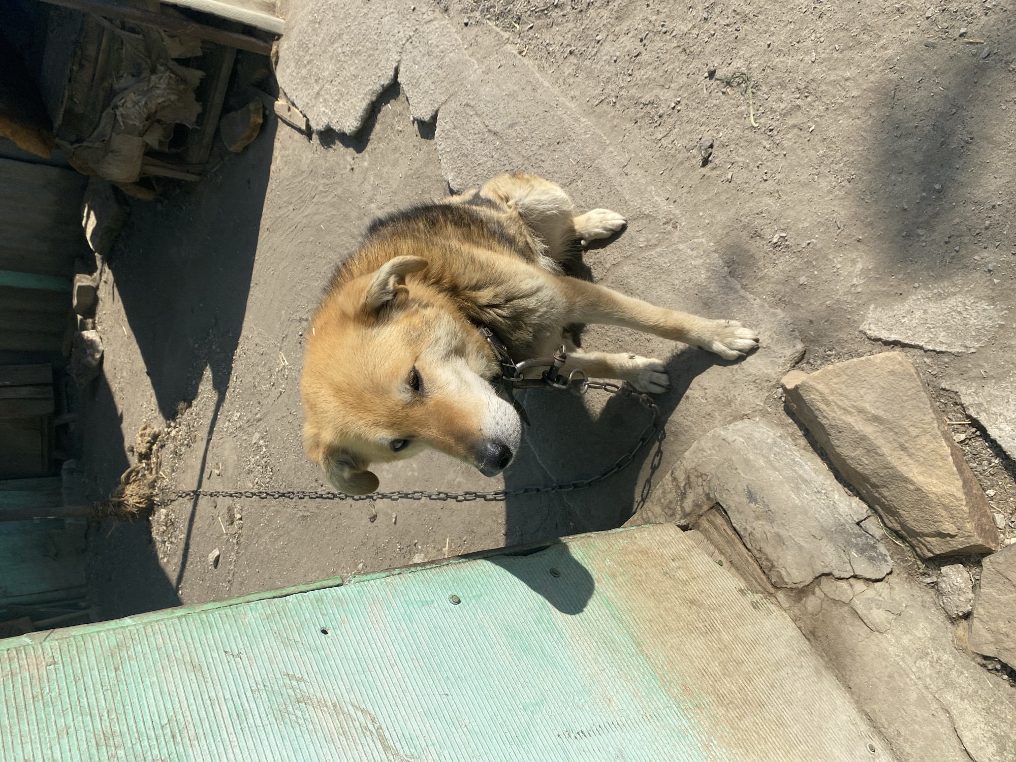 A dog is chained outside on a concrete and stone surface near a green corrugated metal structure in Oblivskaya, Russia. The dog is light brown with a black back and is lying down, looking at the camera. The chain is attached to a collar around the dog's neck. The background consists of a mix of concrete, stone, and dirt.