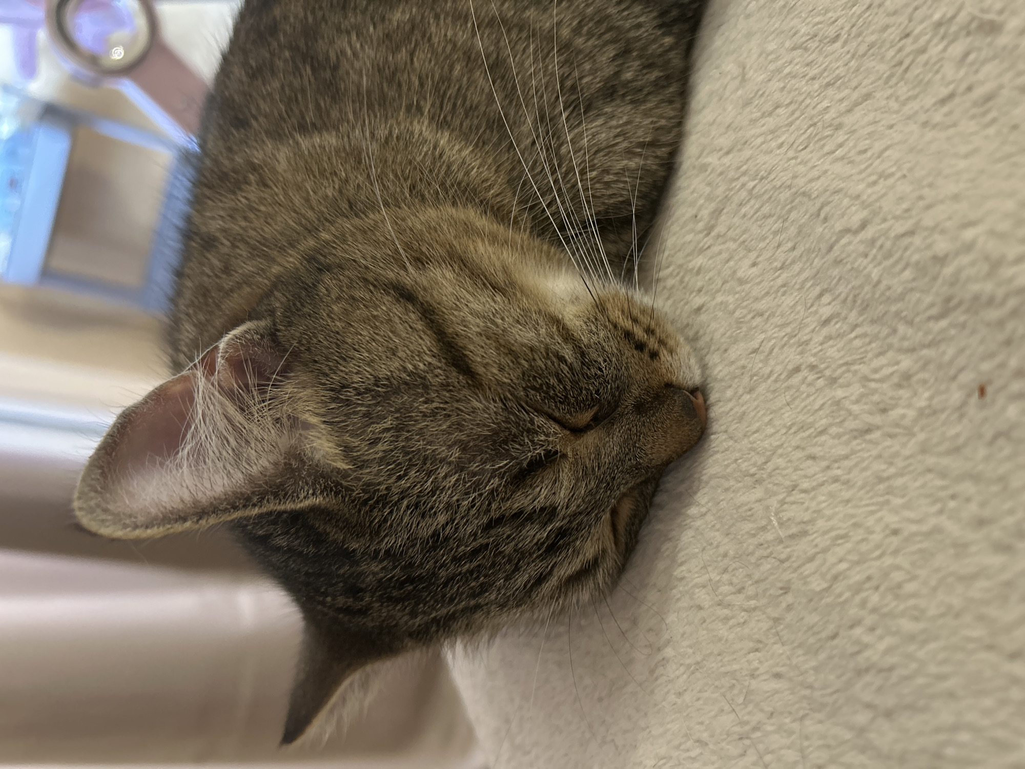 A tabby cat is depicted sleeping on a light-colored, textured, fluffy surface, likely a blanket or bed covering. The cat's head is resting towards the lower left of the frame, with its eyes closed. Its fur displays typical brown and grey striped patterns. Prominent white whiskers extend from its muzzle, and a small pink nose is visible. The ears are erect, covered in fur, with some lighter internal fur visible. The background consists of a soft-focus, light-colored surface on the left, possibly a curtain or wall, and a blurred, brighter area on the right with indistinct objects, including a pale blue/purple form and a circular, reflective element showing a bright internal reflection. The lighting suggests an indoor environment. No human presence or specific identifying location markers are discernible.
