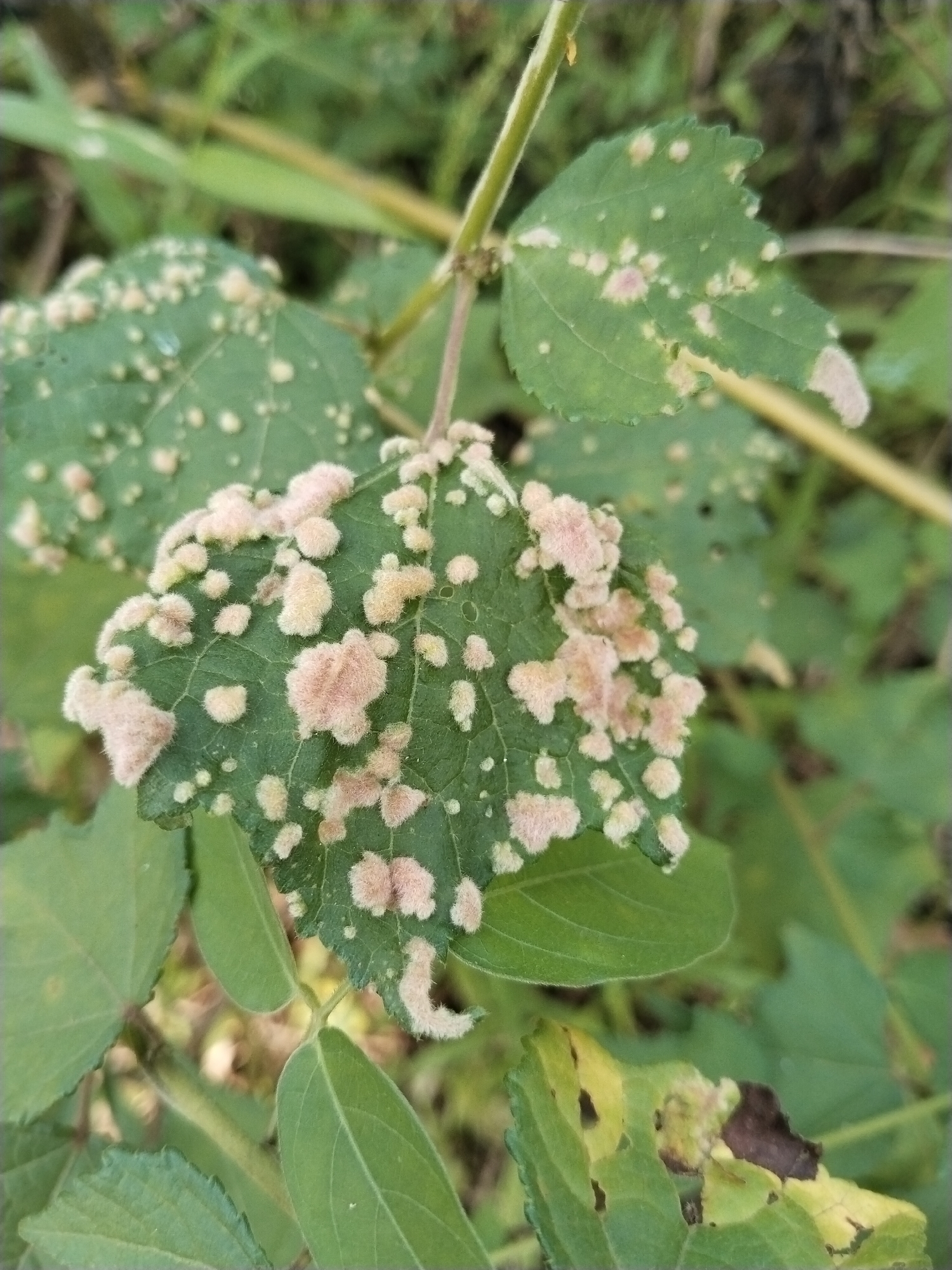 The image shows a close-up of green leaves infected with a disease or infestation. The leaves are covered in numerous small, raised, light pink or cream-colored growths. These growths appear fuzzy or cotton-like in texture. Some leaves exhibit signs of damage, such as holes or missing pieces. The surrounding environment is blurred, suggesting it is an outdoor setting with other foliage present. The location is provided as Unknown, Unknown.