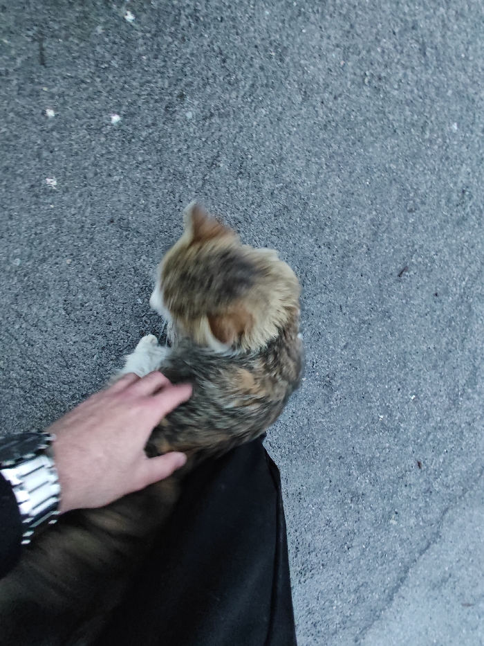 The scene, set in Shumen, Bulgaria, is captured from a high-angle perspective, focusing on a human-animal interaction. A domestic feline subject, exhibiting a multi-colored coat with patches of brown, black, and cream, is positioned with its head oriented leftward. The feline's body rests partially on a dark, likely black, fabric surface. A human right hand, adorned with a metallic wristwatch featuring a multi-link band, is actively stroking the feline's dorsal fur. The immediate environment consists of a dark grey granular surface, consistent with asphalt or coarse concrete, displaying sparse white particulate matter.