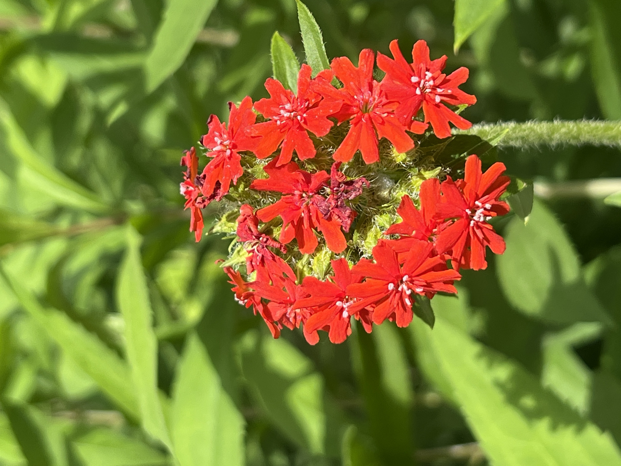 A cluster of vibrant red flowers is in focus against a blurred background of lush green foliage. The flowers have five petals each, with delicate white centers. They are arranged in a somewhat circular pattern on a fuzzy green stem, which is visible at the bottom right of the image. The lighting suggests a sunny day, casting soft shadows on the leaves behind the flowers. The scene appears to be an outdoor natural setting, possibly a garden or park. No people or specific city landmarks are visible in this image.