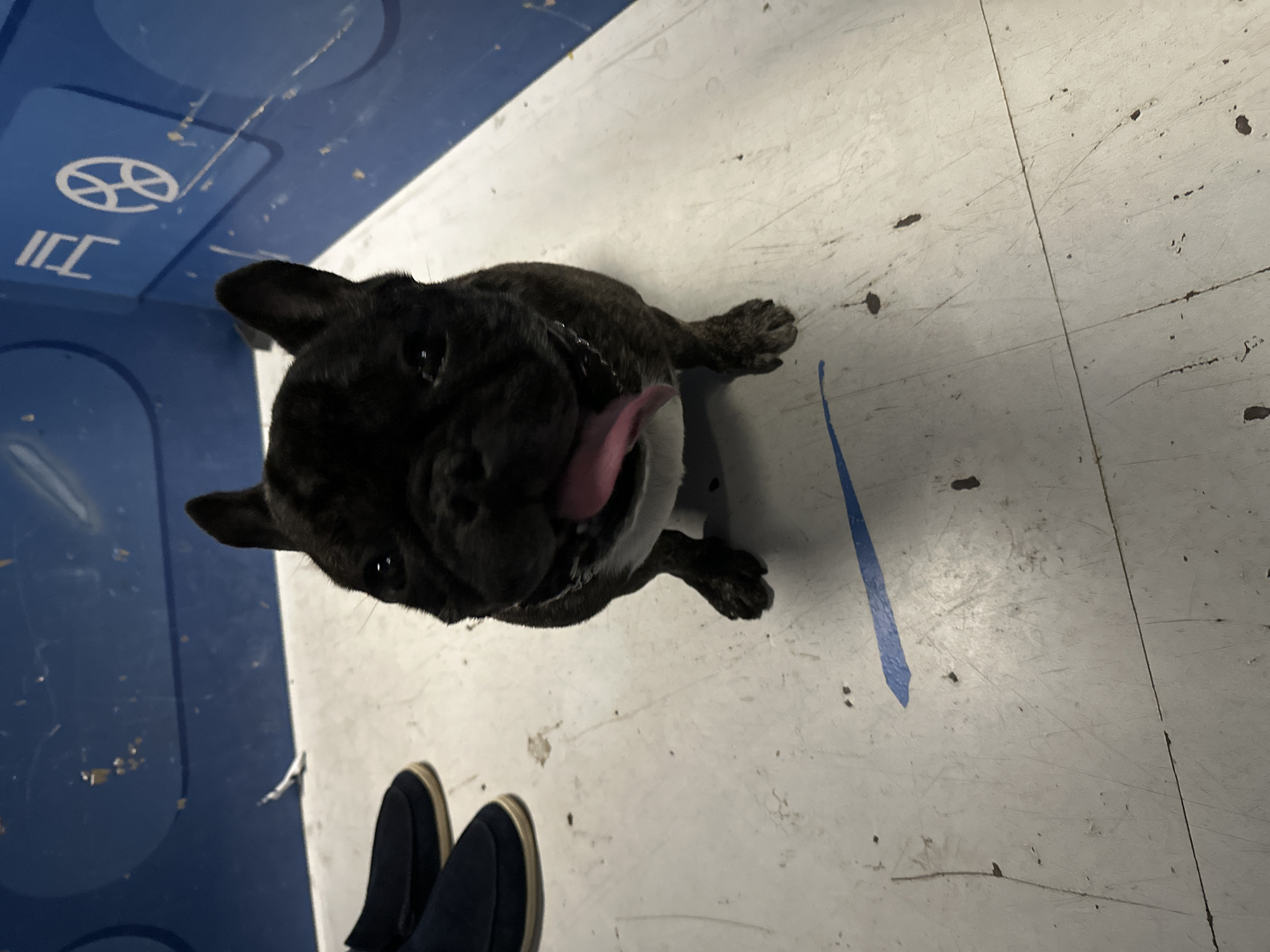 A black brindle French Bulldog is sitting on a worn, light-colored floor with some scuff marks and dark debris. A blue line is painted on the floor in front of the dog. To the left of the dog are two navy blue slip-on shoes. The background is a bright blue wall with some white text and a circular symbol. The dog has its tongue out and is looking directly at the camera. The scene appears to be indoors, possibly in a utility area or storage space.